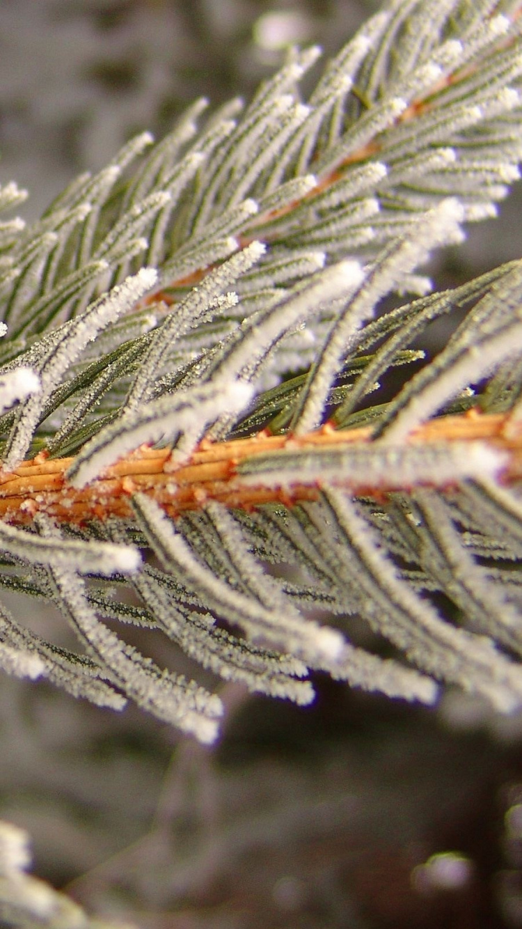 Обои мороз, ветвь, замораживание, ель, зима в разрешении 750x1334