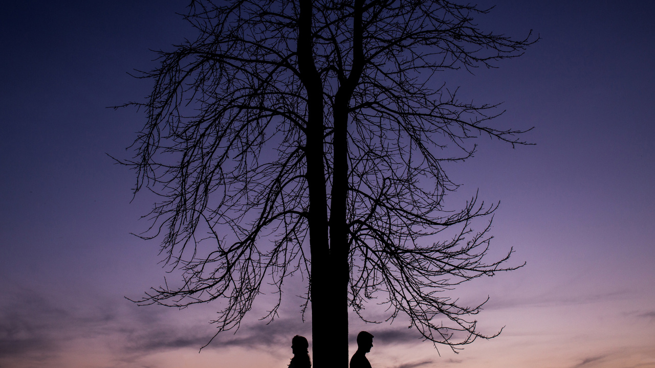 Обои дерево, природа, синий, ветвь, древесные растения в разрешении 1280x720