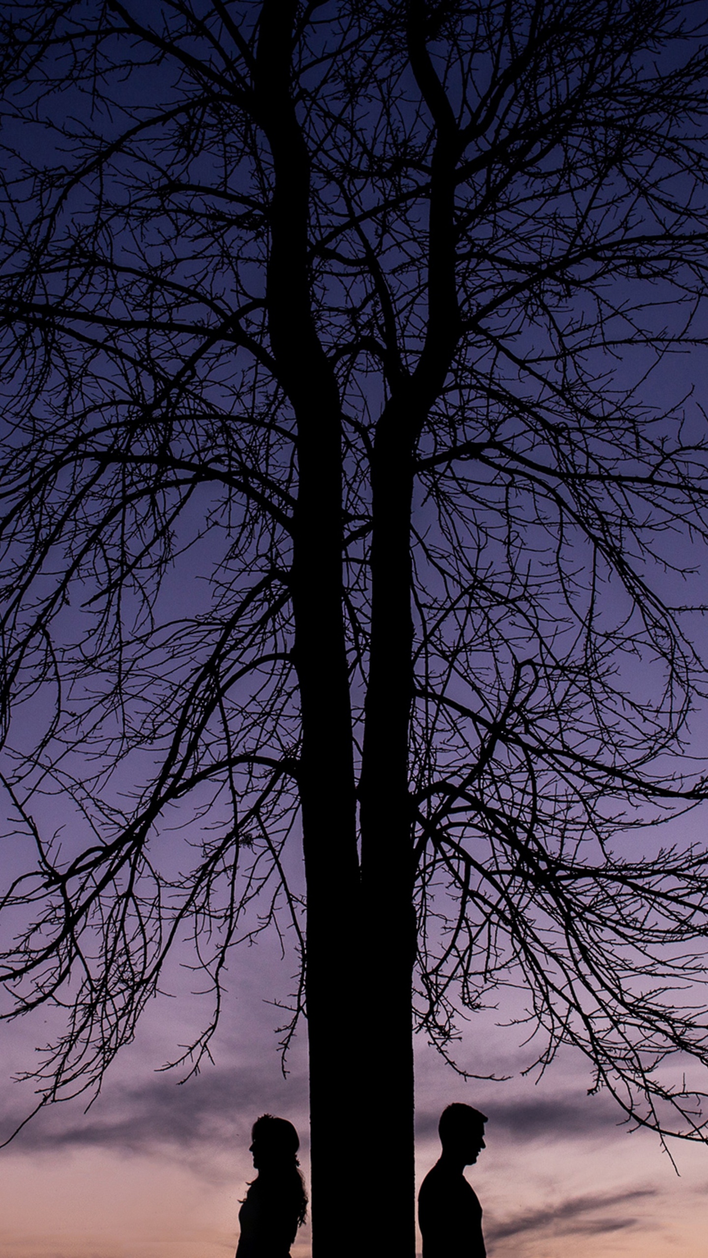 Обои дерево, природа, синий, ветвь, древесные растения в разрешении 1440x2560