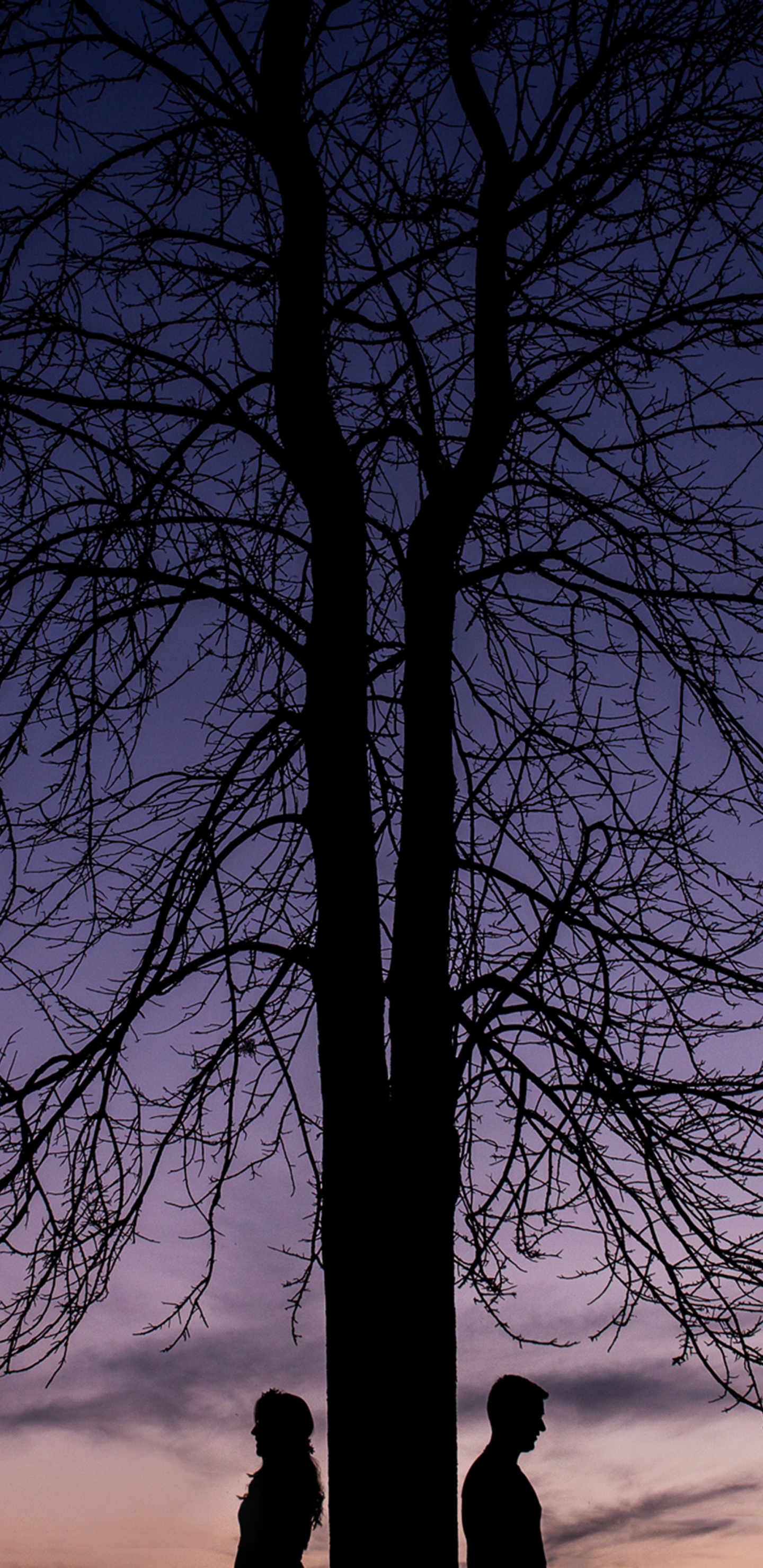 Обои дерево, природа, синий, ветвь, древесные растения в разрешении 1440x2960