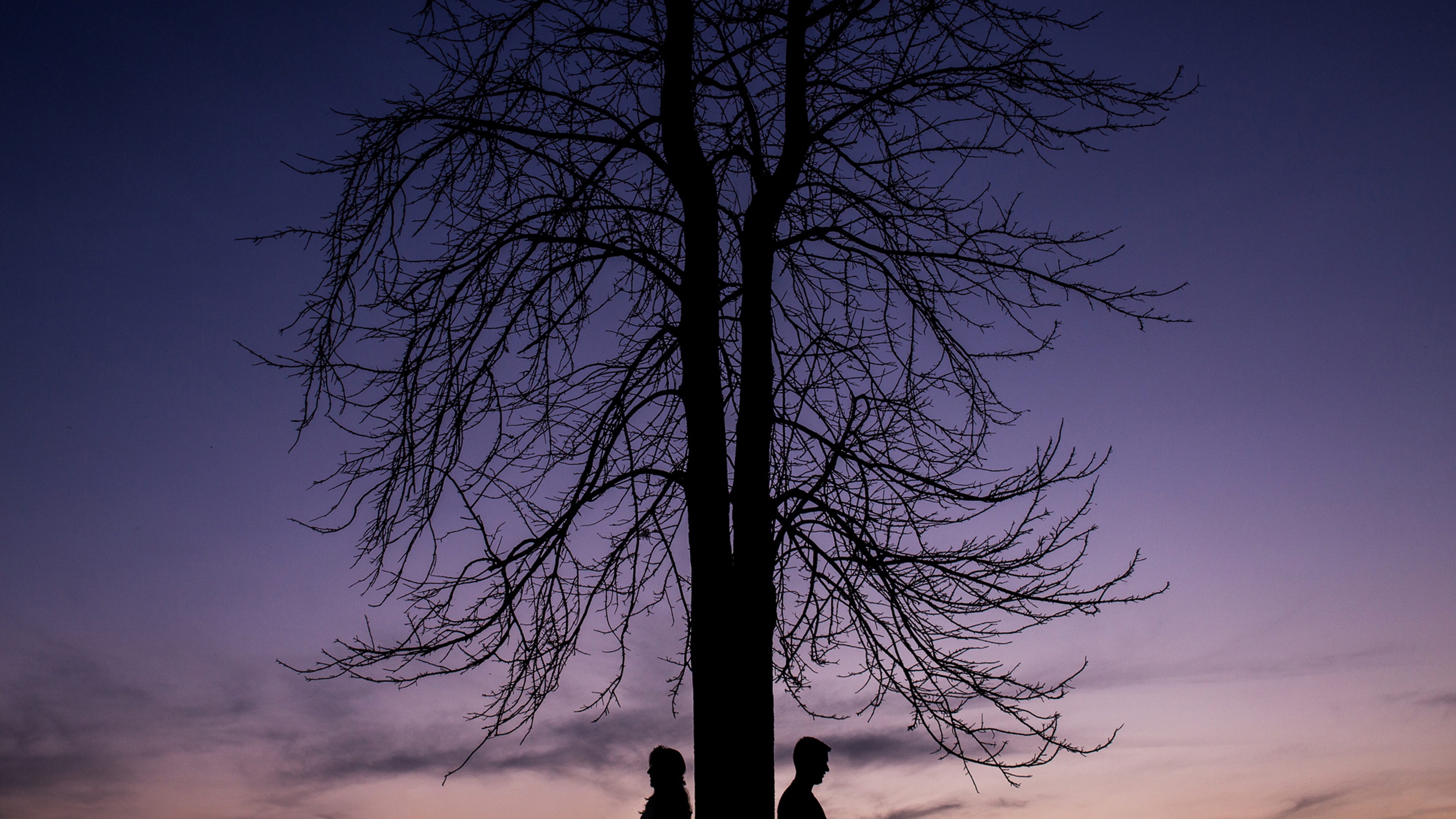 Обои дерево, природа, синий, ветвь, древесные растения в разрешении 3840x2160