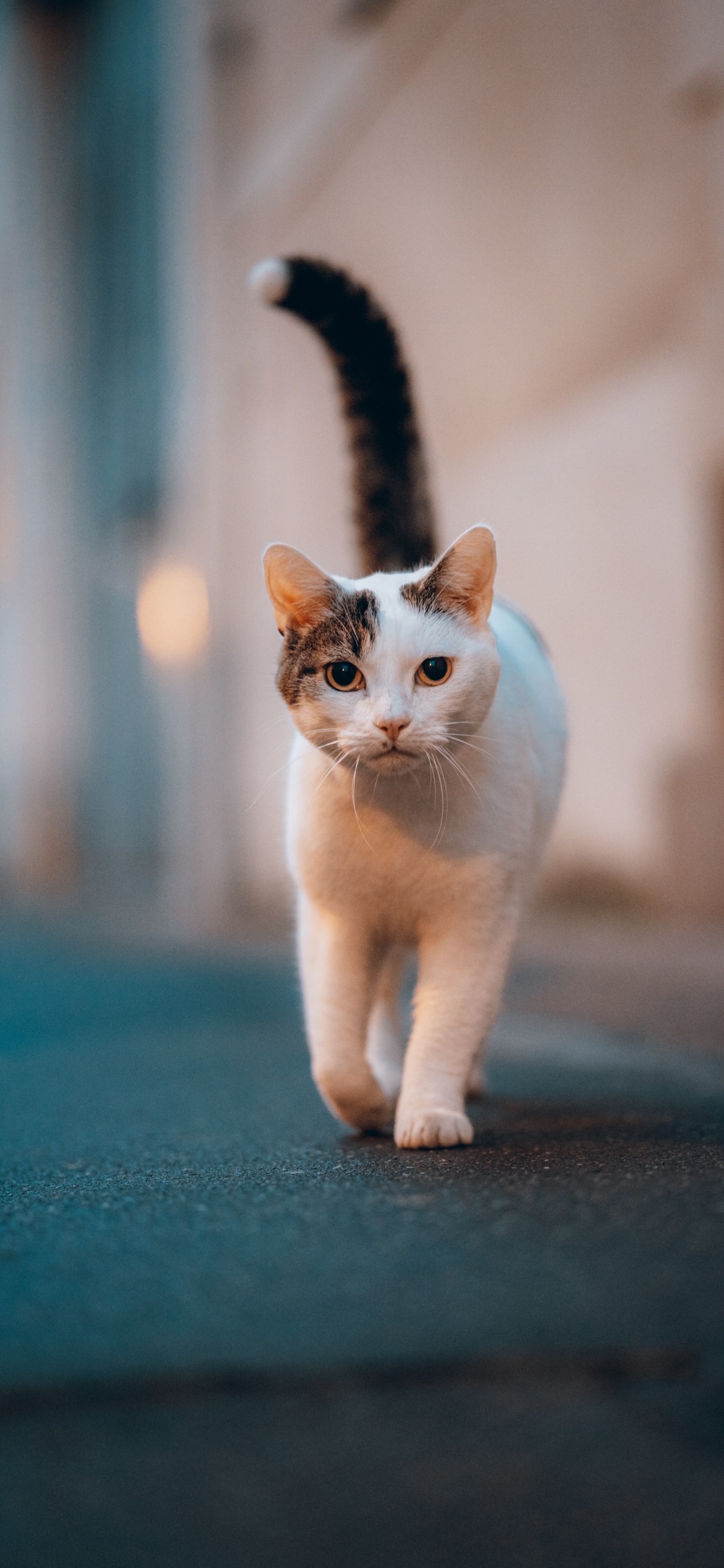 Обои кошки сфинксы, датский дог, Гавана Браун, полосатый кот, белый кот в разрешении 1125x2436