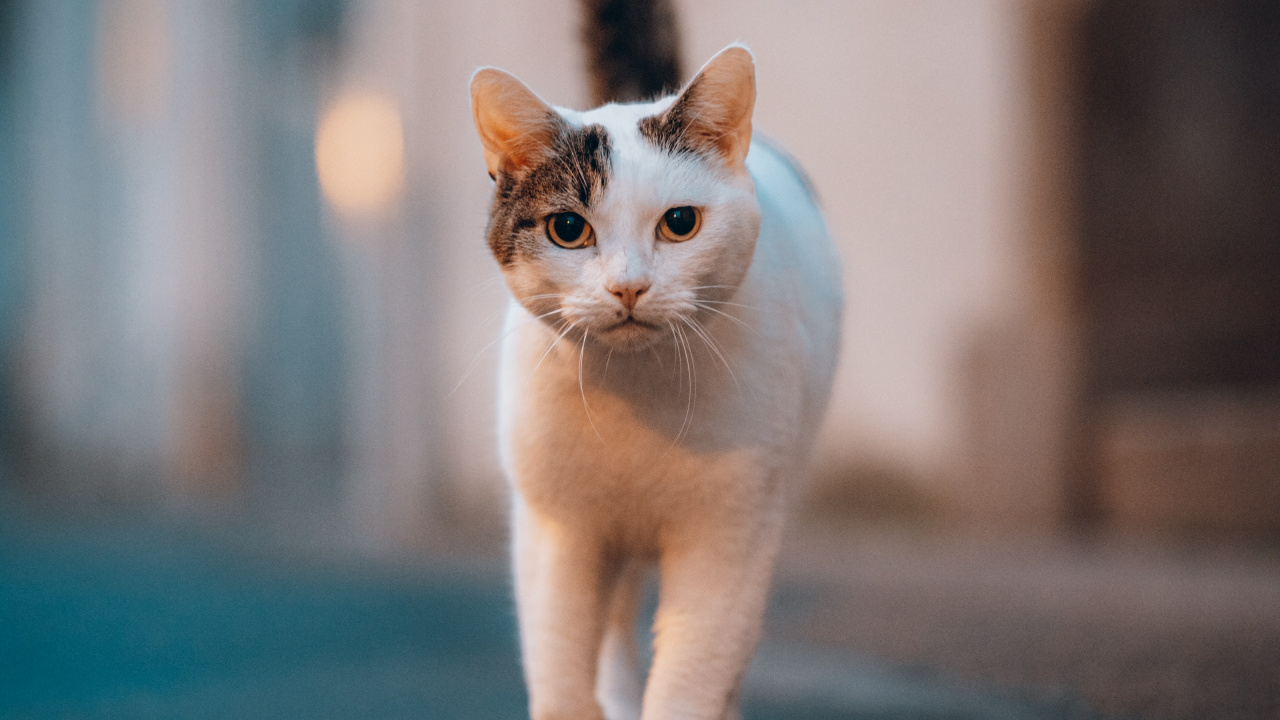 Обои кошки сфинксы, датский дог, Гавана Браун, полосатый кот, белый кот в разрешении 1280x720