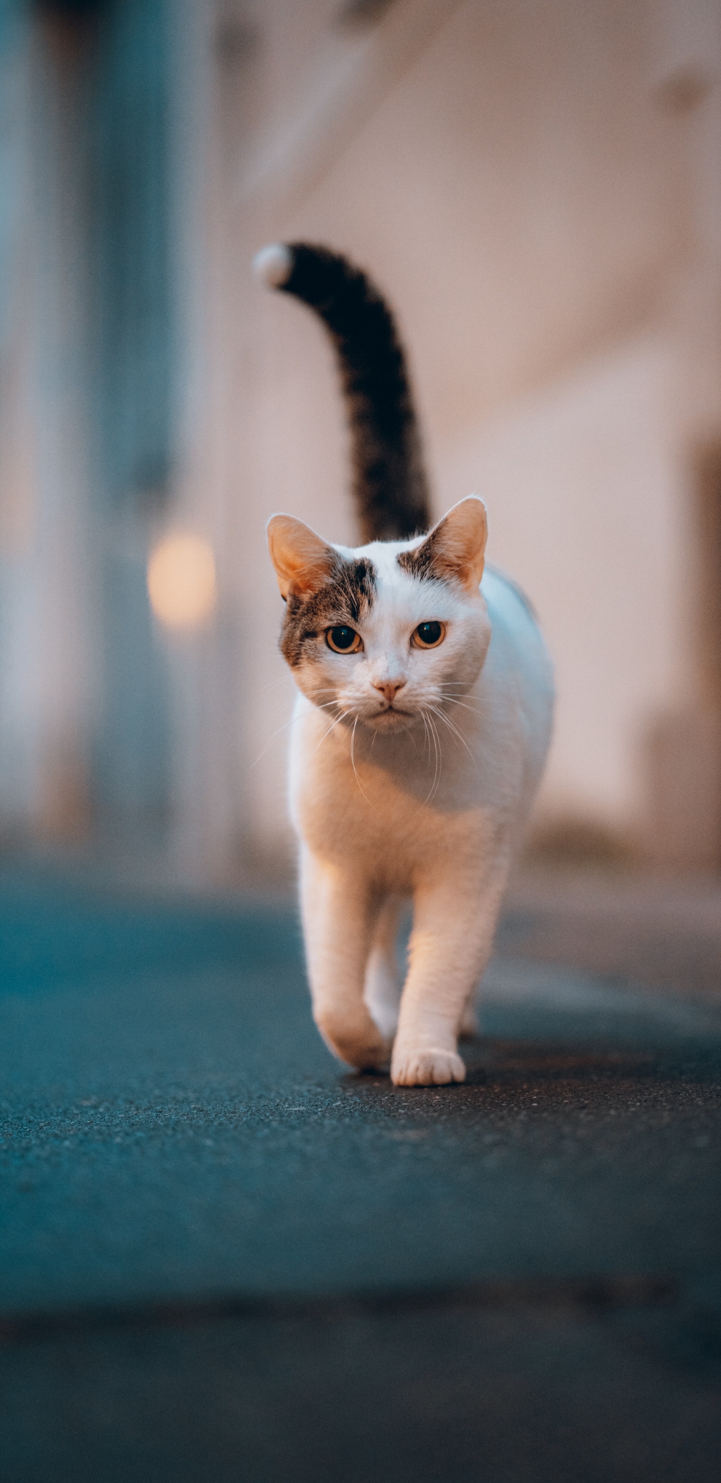 Обои кошки сфинксы, датский дог, Гавана Браун, полосатый кот, белый кот в разрешении 1440x2960