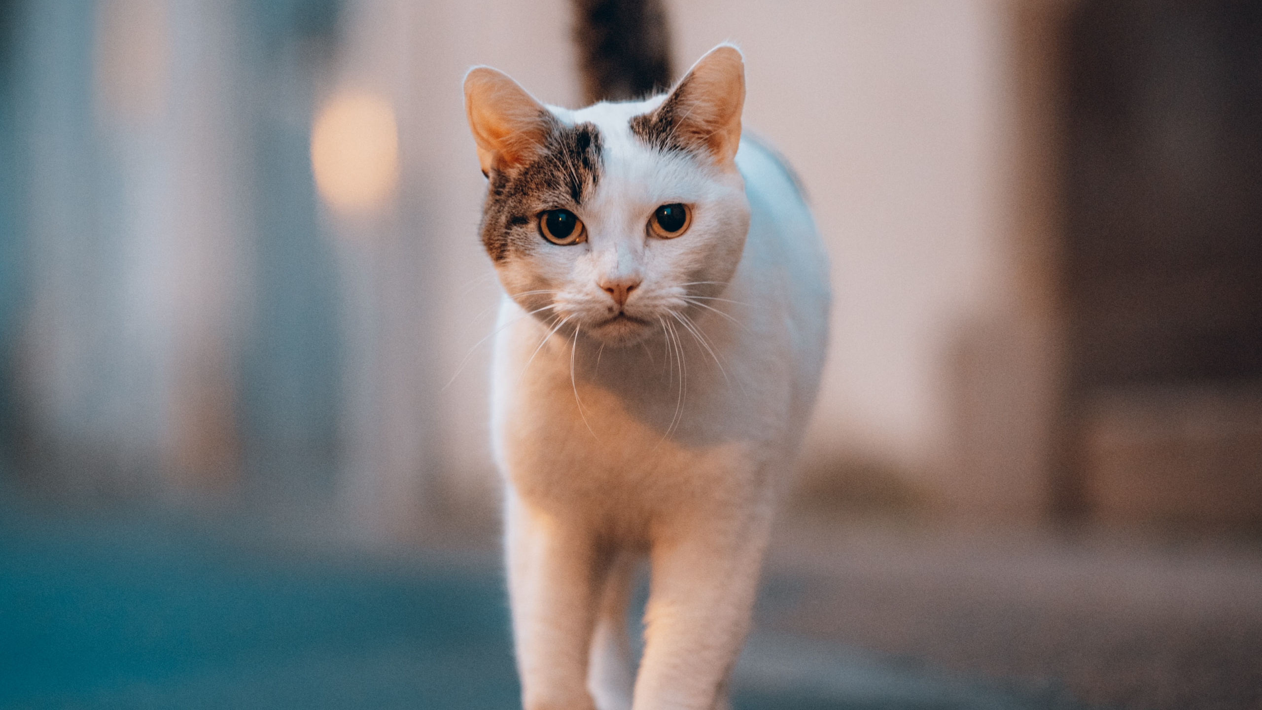 Обои кошки сфинксы, датский дог, Гавана Браун, полосатый кот, белый кот в разрешении 2560x1440