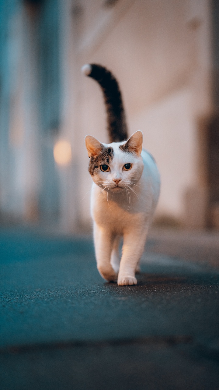 Обои кошки сфинксы, датский дог, Гавана Браун, полосатый кот, белый кот в разрешении 720x1280