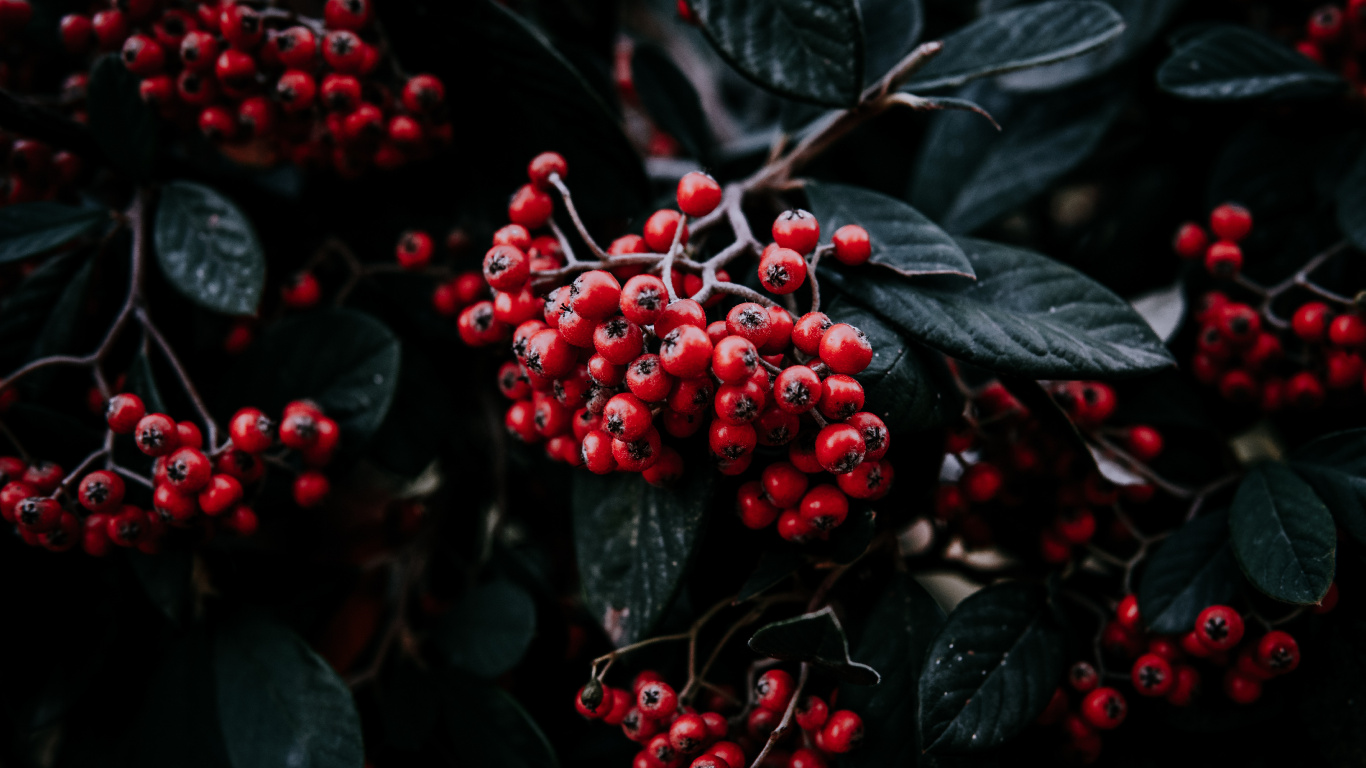 Обои ягоды, фрукты, рябина, красный цвет, растение в разрешении 1366x768