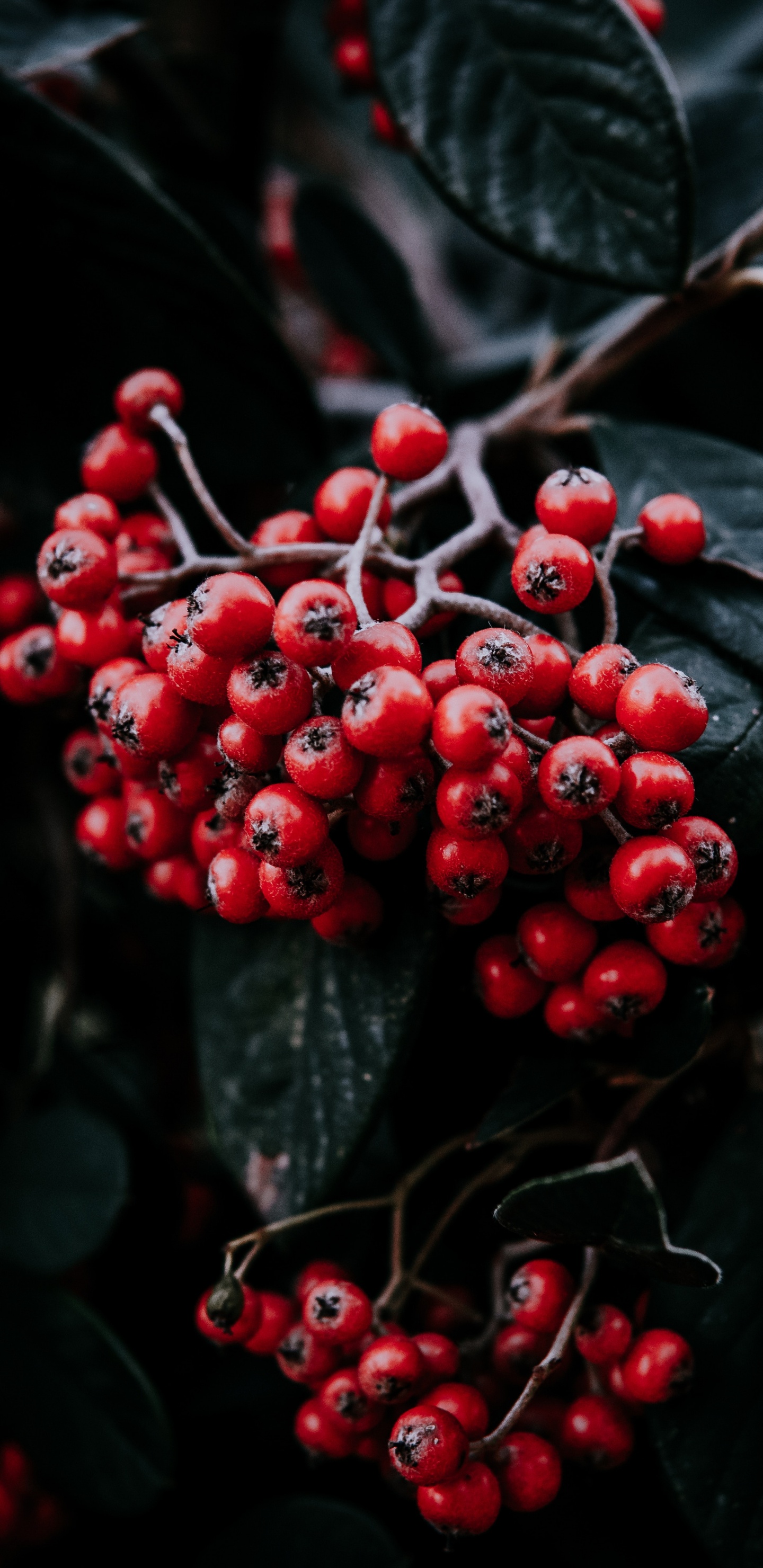 Обои ягоды, фрукты, рябина, красный цвет, растение в разрешении 1440x2960