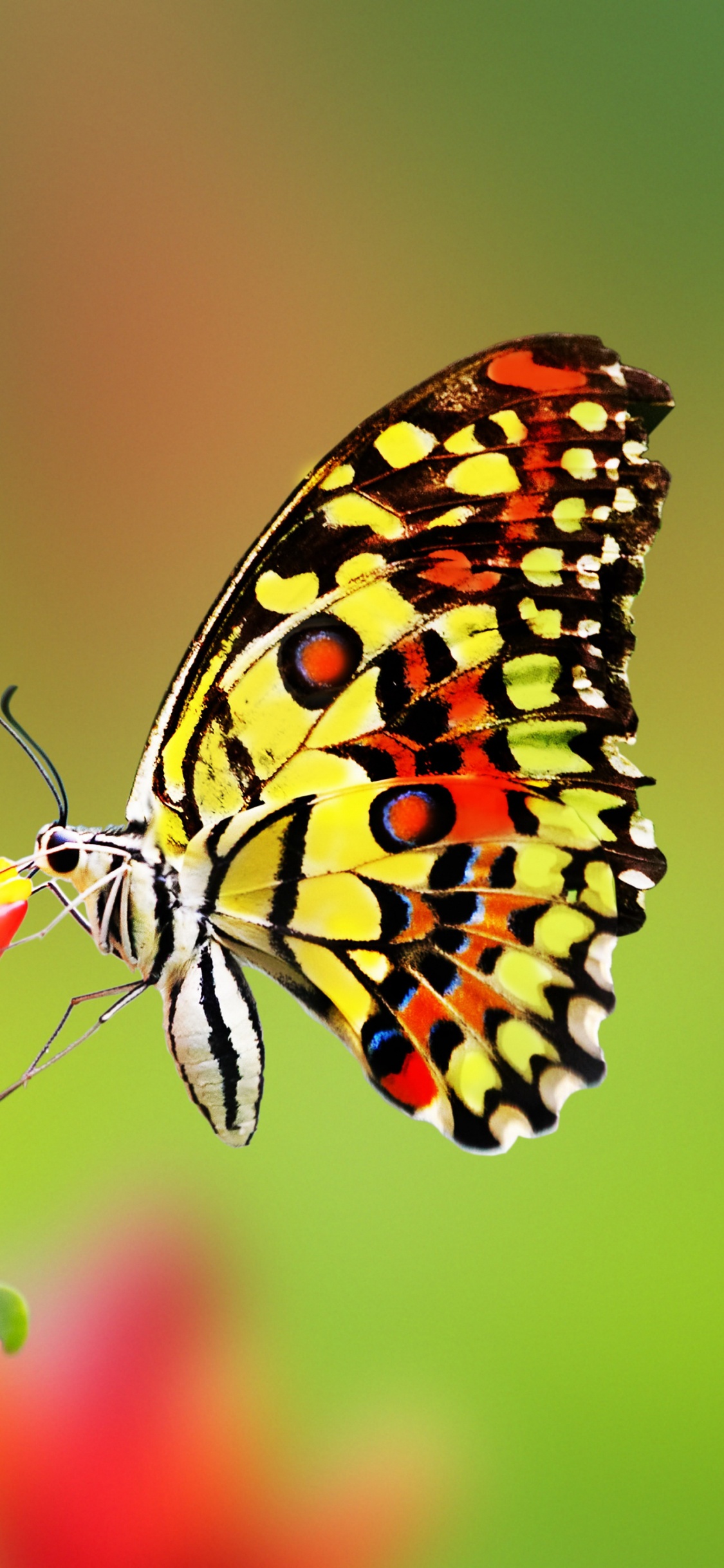 Обои насекомое, мотыльки и бабочки, бабочка, беспозвоночных, опылитель в разрешении 1125x2436