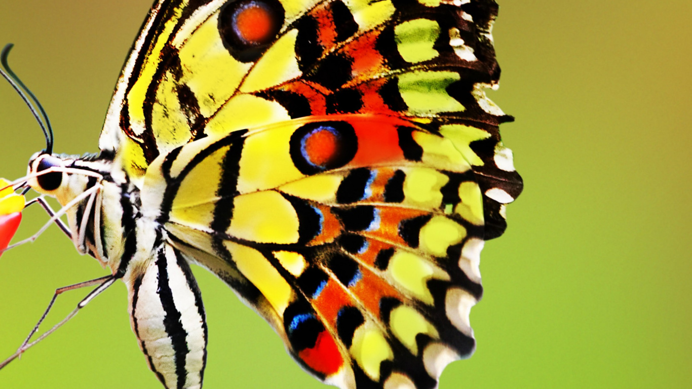 Обои насекомое, мотыльки и бабочки, бабочка, беспозвоночных, опылитель в разрешении 1366x768