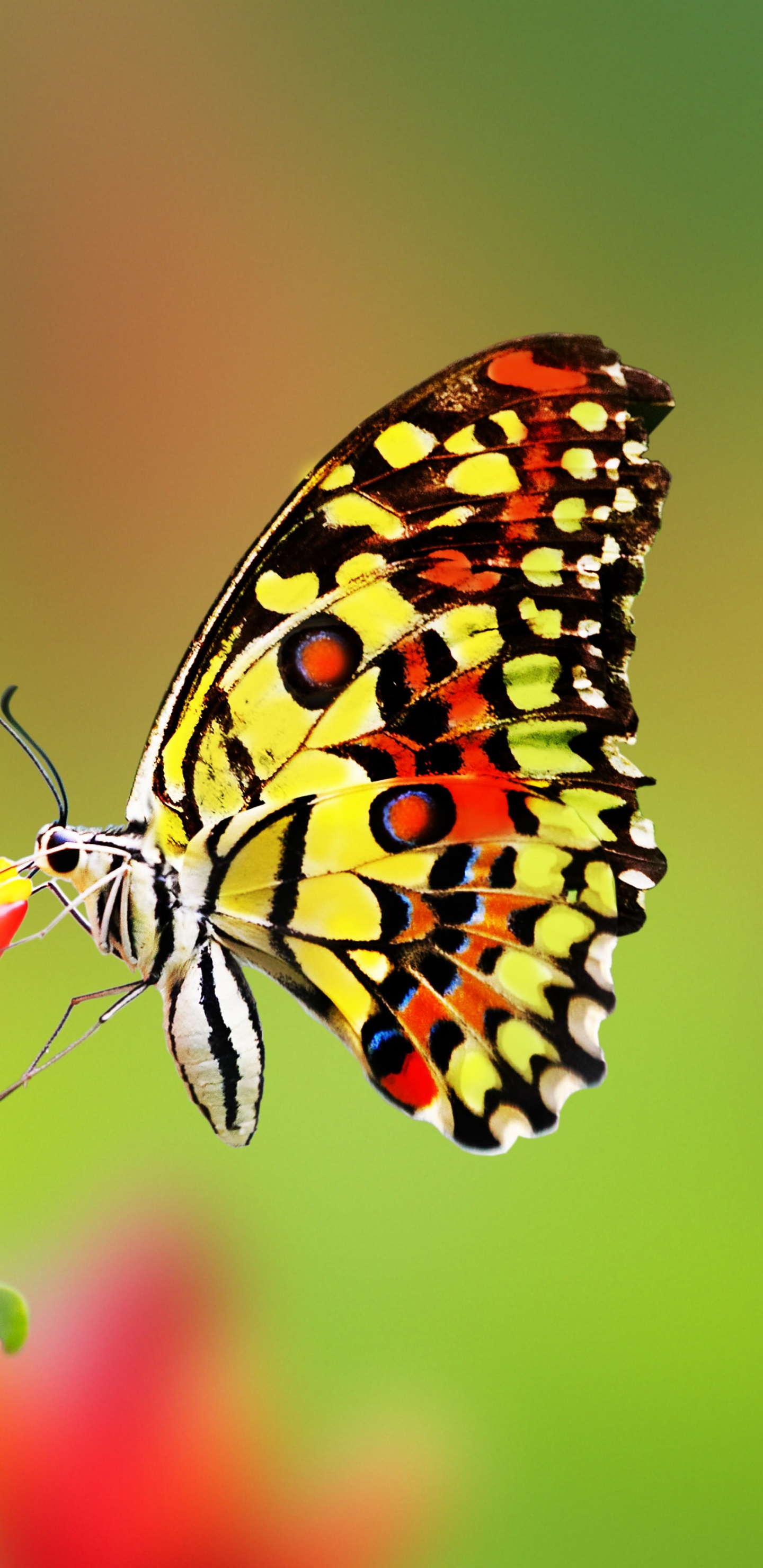 Обои насекомое, мотыльки и бабочки, бабочка, беспозвоночных, опылитель в разрешении 1440x2960