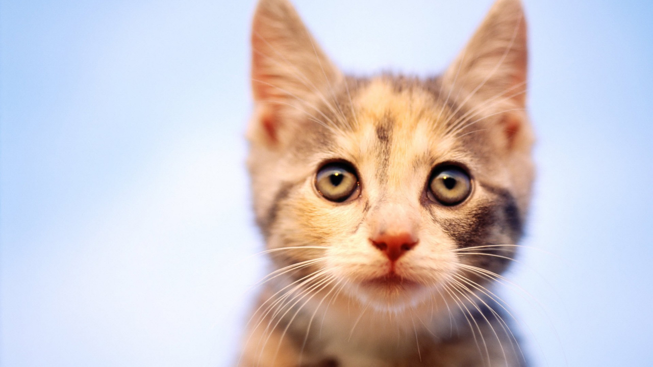 Обои кот, котенок, пес, большая кошка, бакенбарды в разрешении 1280x720