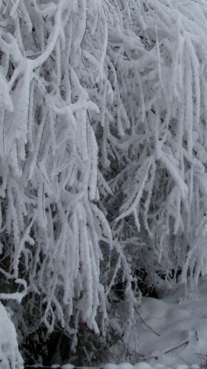 Обои мороз, сосулька, ветвь, зима, замораживание в разрешении 720x1280