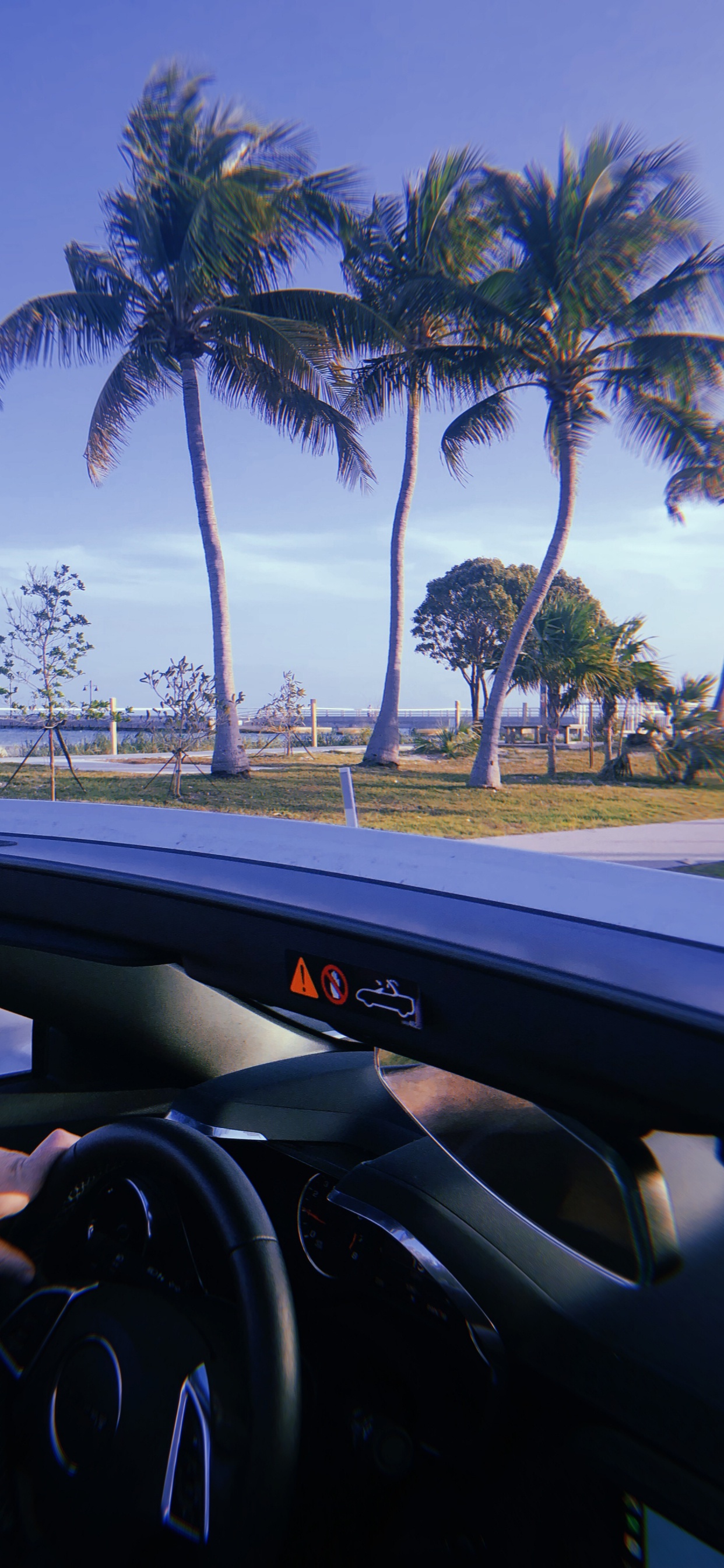 Обои Майами, отражение, Король, рулевой часть, дерево в разрешении 1242x2688