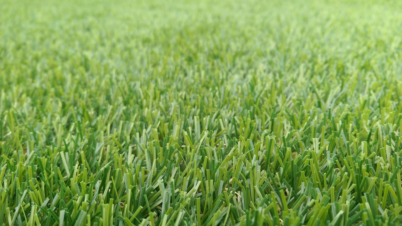 Обои газон, трава, урожай, поле, растение в разрешении 1280x720