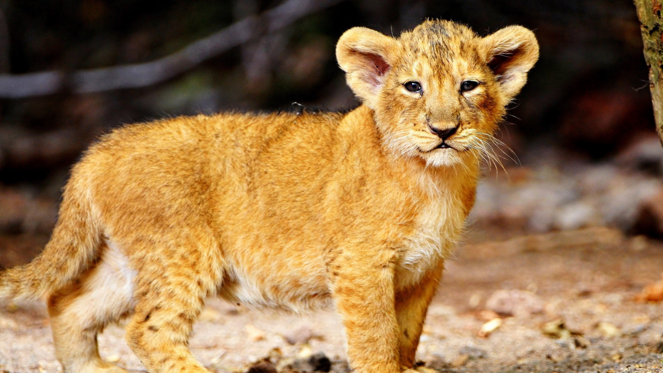 Обои Лев, привлекательность, живая природа, наземные животные, бакенбарды в разрешении 1366x768