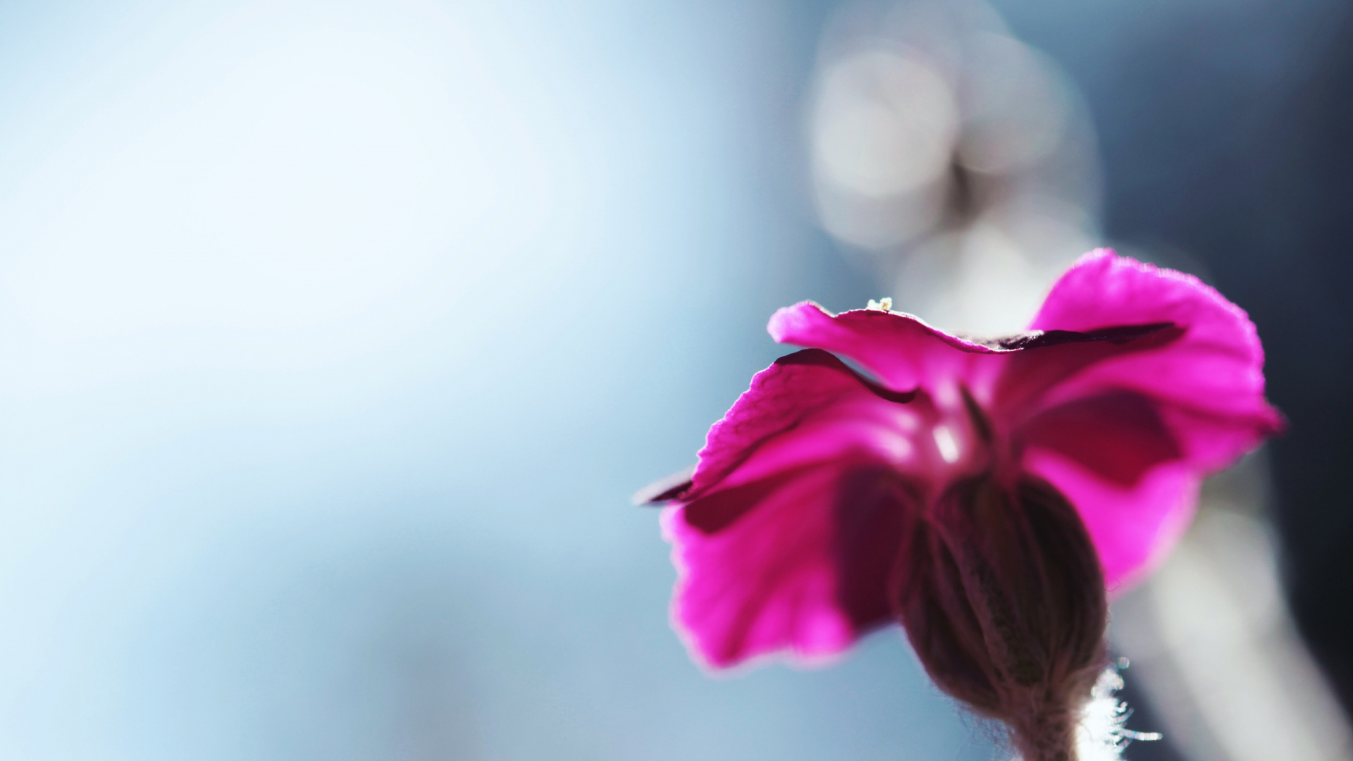 Обои розовый, лепесток, макро фотография, мизинец, расцвет в разрешении 1920x1080