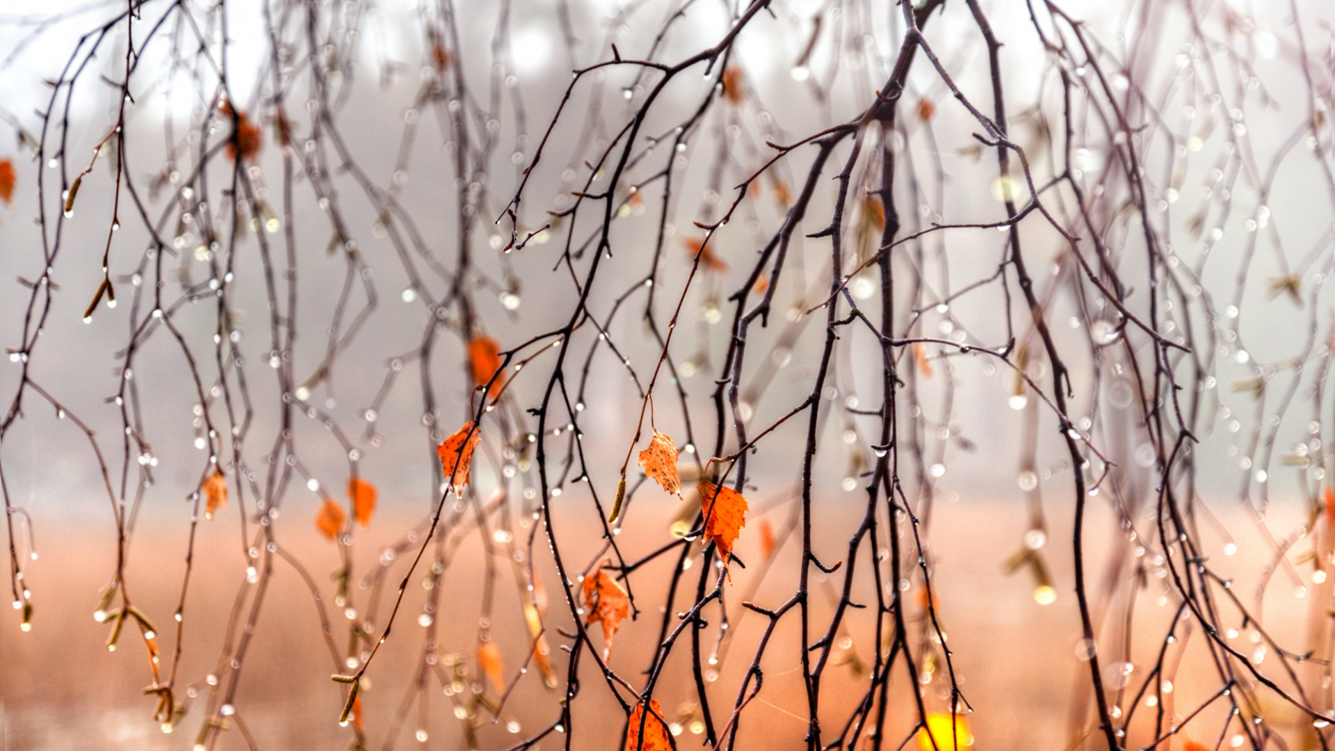 Обои осень, дождь, ветвь, дерево, природа в разрешении 1920x1080