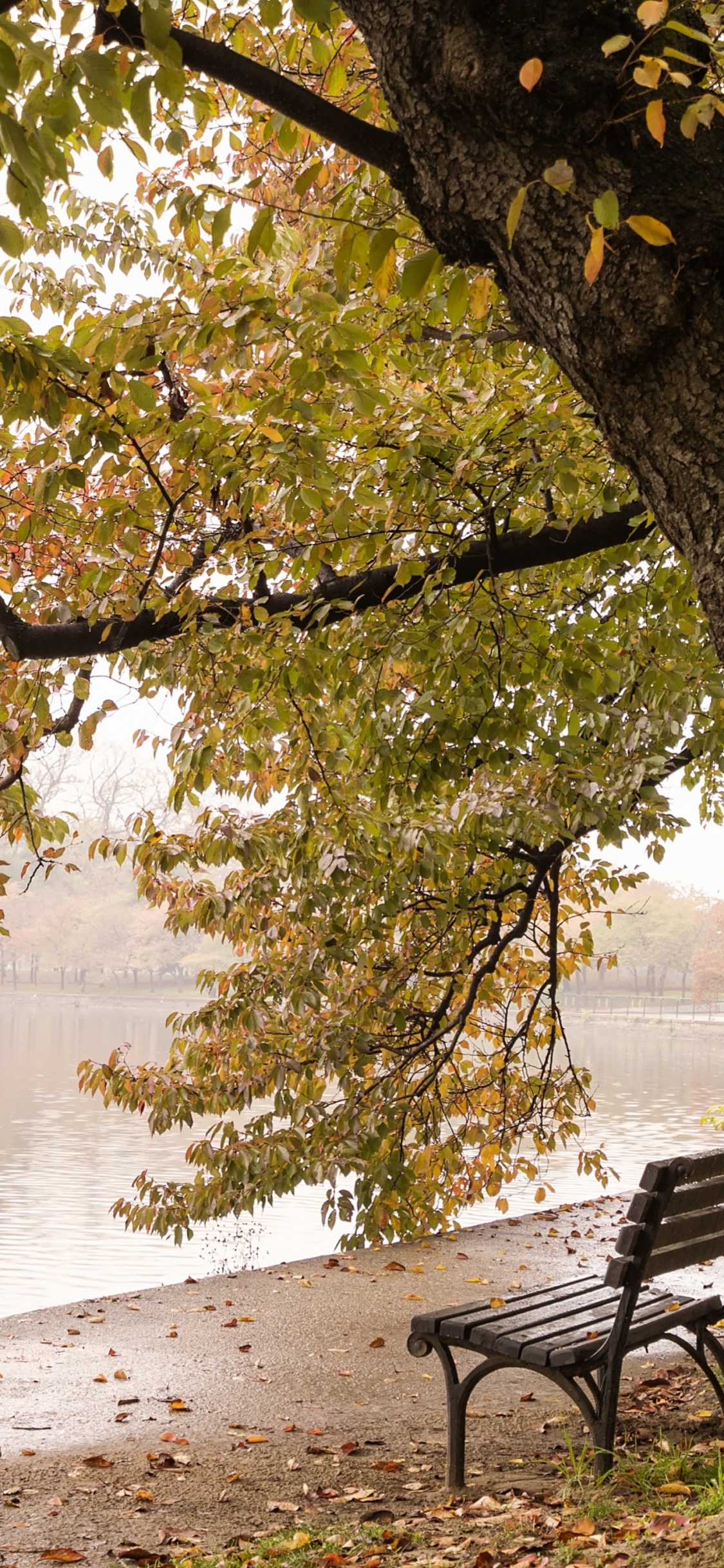 Обои природа, приливный бассейн, Мемориал Франклина Делано Рузвельта, вода, растение в разрешении 1125x2436