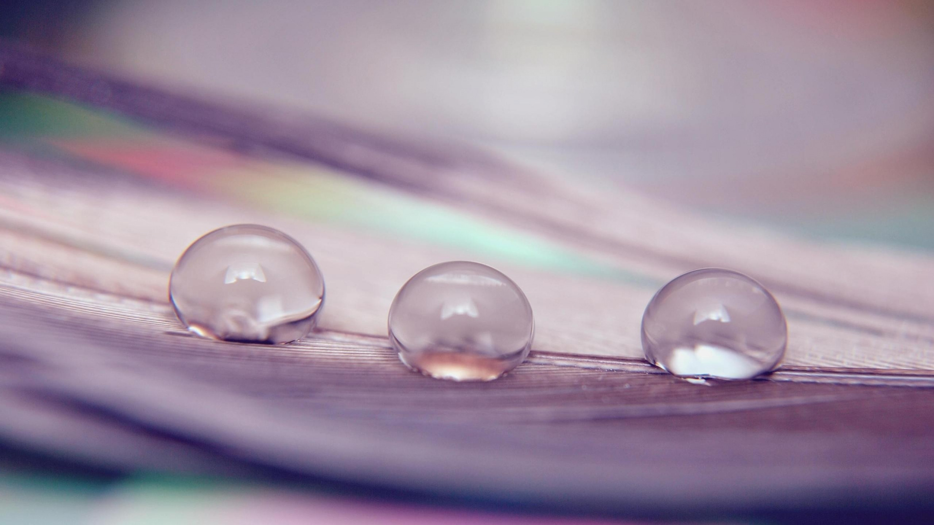 Обои падение, вода, влага, роса, макросъемка в разрешении 1920x1080