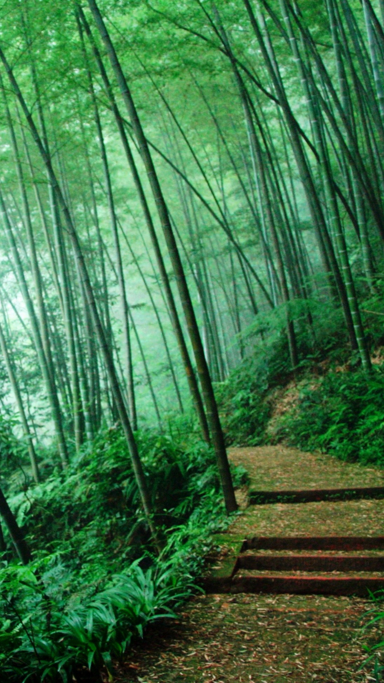 Обои бамбук, зеленый, природа, лес, растительность в разрешении 750x1334