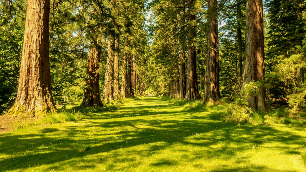 Обои лес, дерево, природа, лесистая местность, роща в разрешении 1280x720