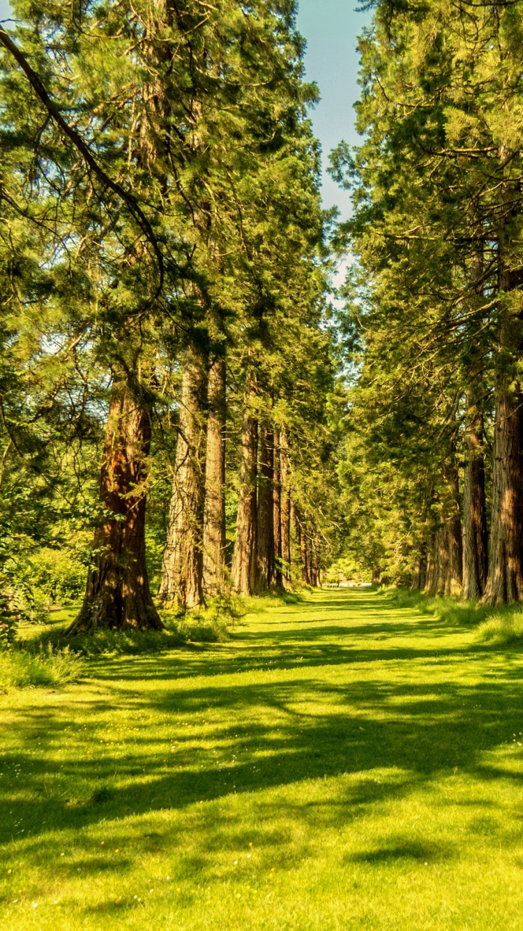 Обои лес, дерево, природа, лесистая местность, роща в разрешении 750x1334