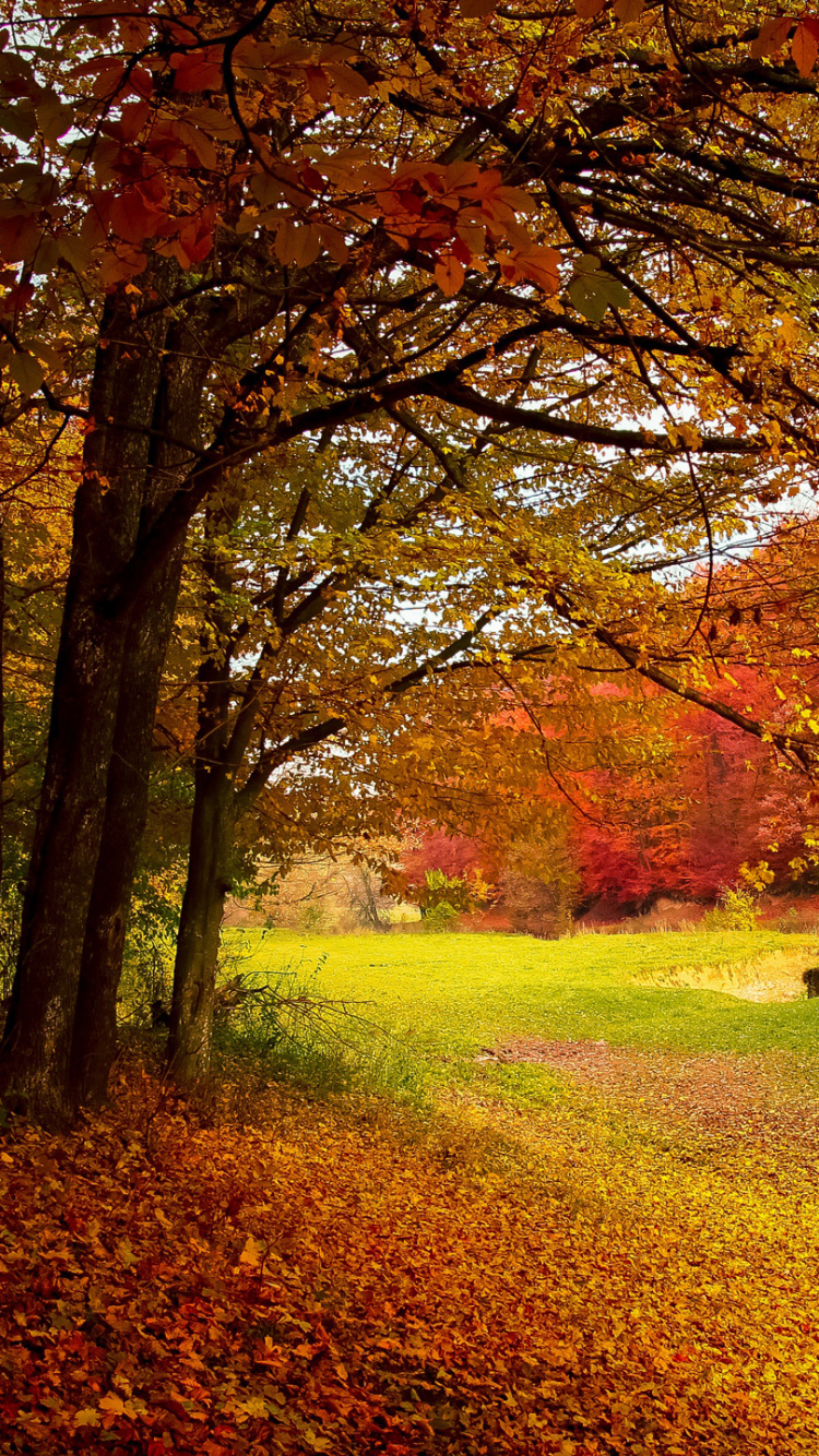 Обои осень, дерево, природа, лист, листопадные в разрешении 750x1334