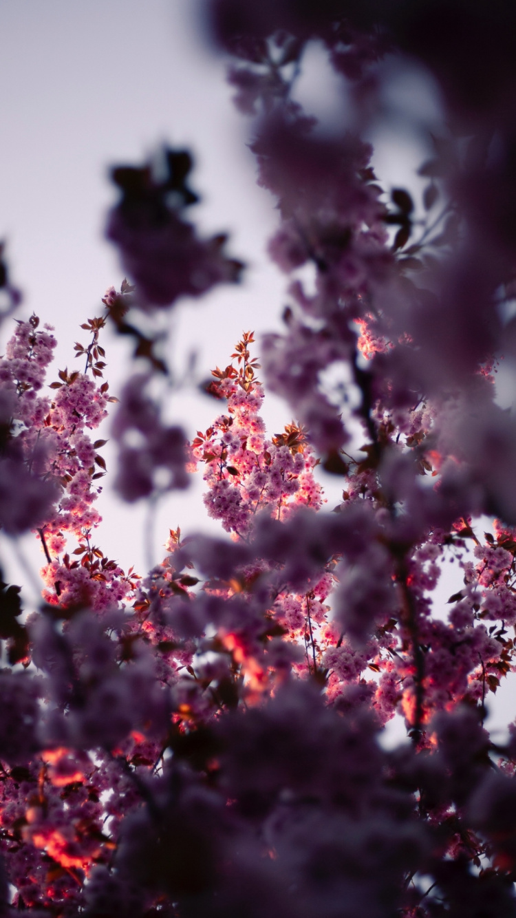 Обои цветок, розовый, цветной, растение, лепесток в разрешении 750x1334