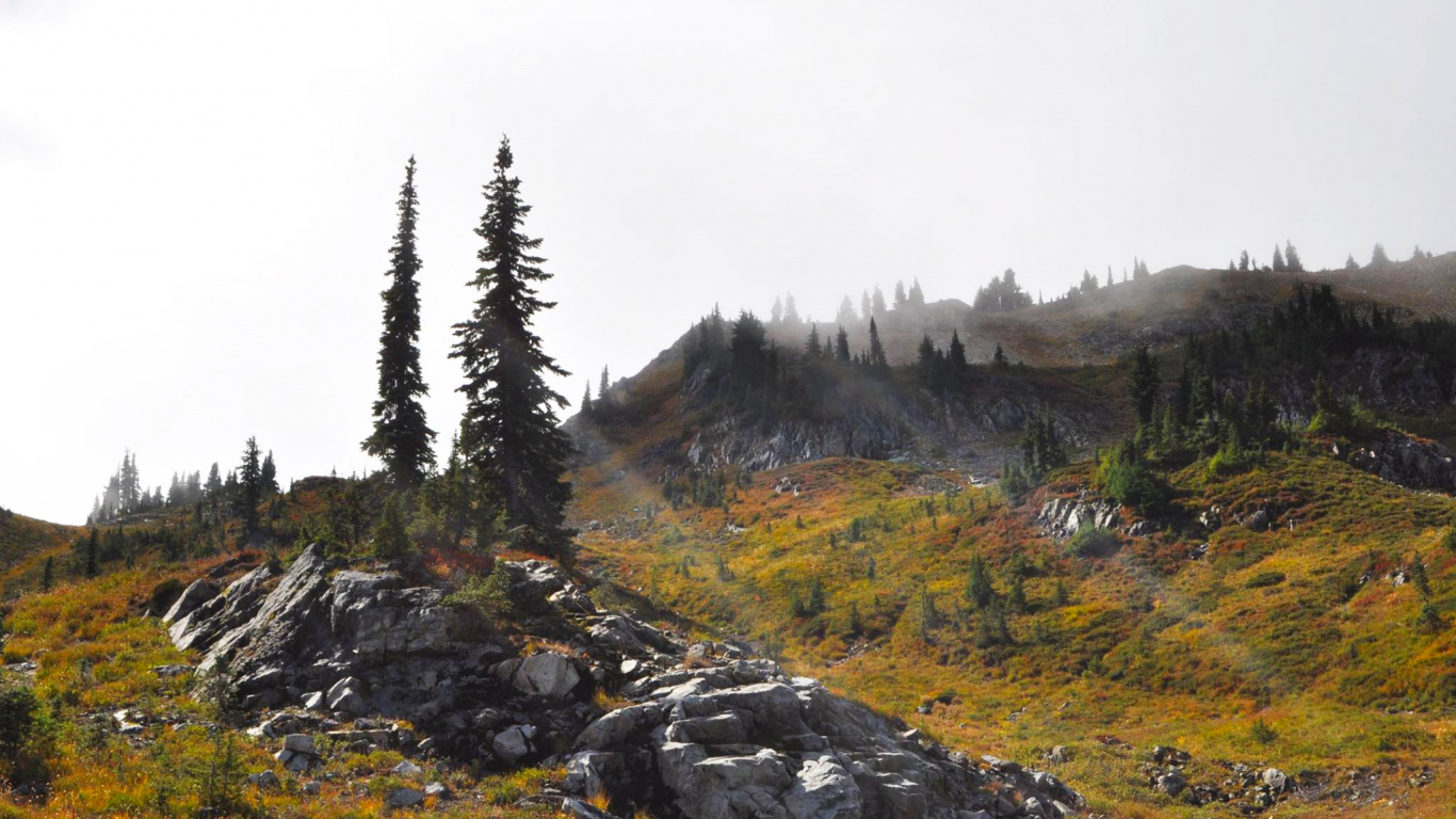 Обои дикая местность, гора, дерево, тундра, Упал в разрешении 1366x768