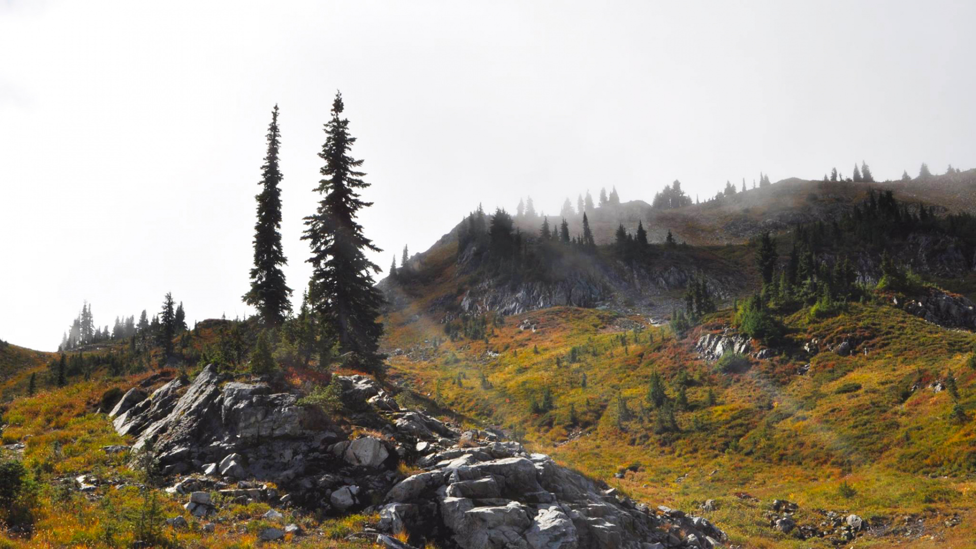 Обои дикая местность, гора, дерево, тундра, Упал в разрешении 1920x1080