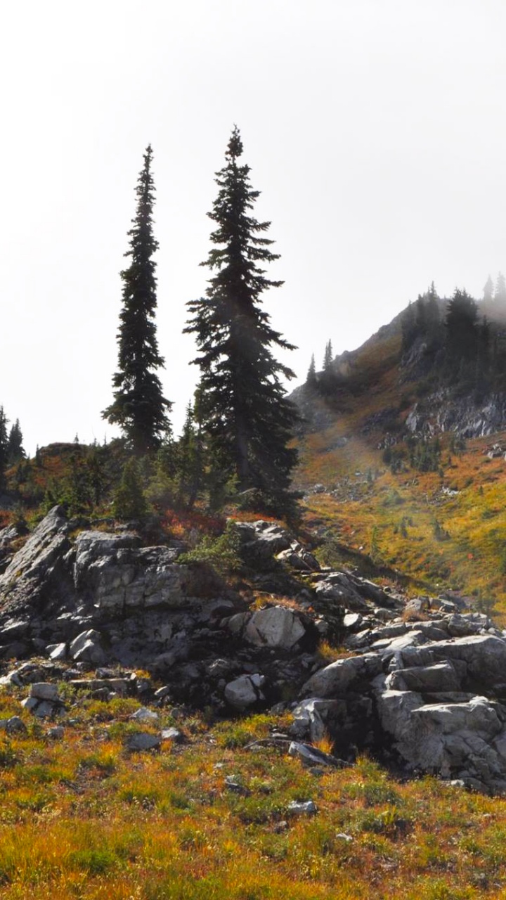 Обои дикая местность, гора, дерево, тундра, Упал в разрешении 720x1280