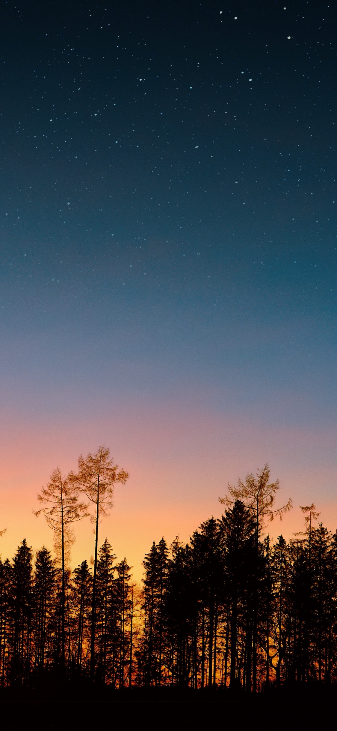 Обои ночное небо, закат, дерево, ночь, природа в разрешении 1125x2436