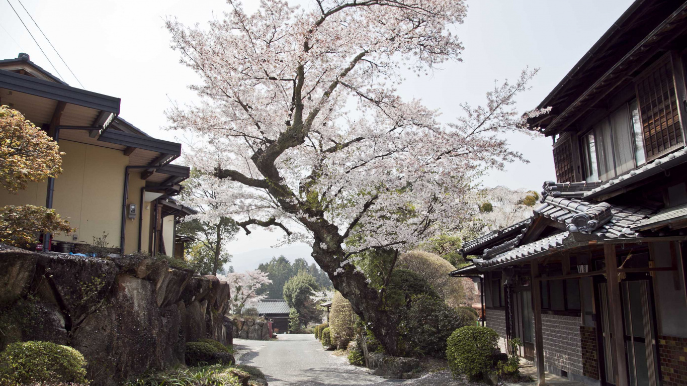 Обои цветок, цветение вишни, городок, дерево, растение в разрешении 1366x768