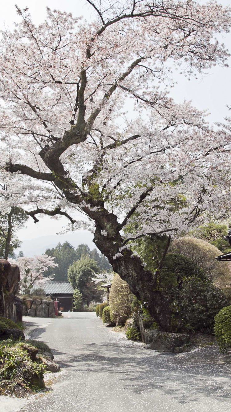 Обои цветок, цветение вишни, городок, дерево, растение в разрешении 750x1334