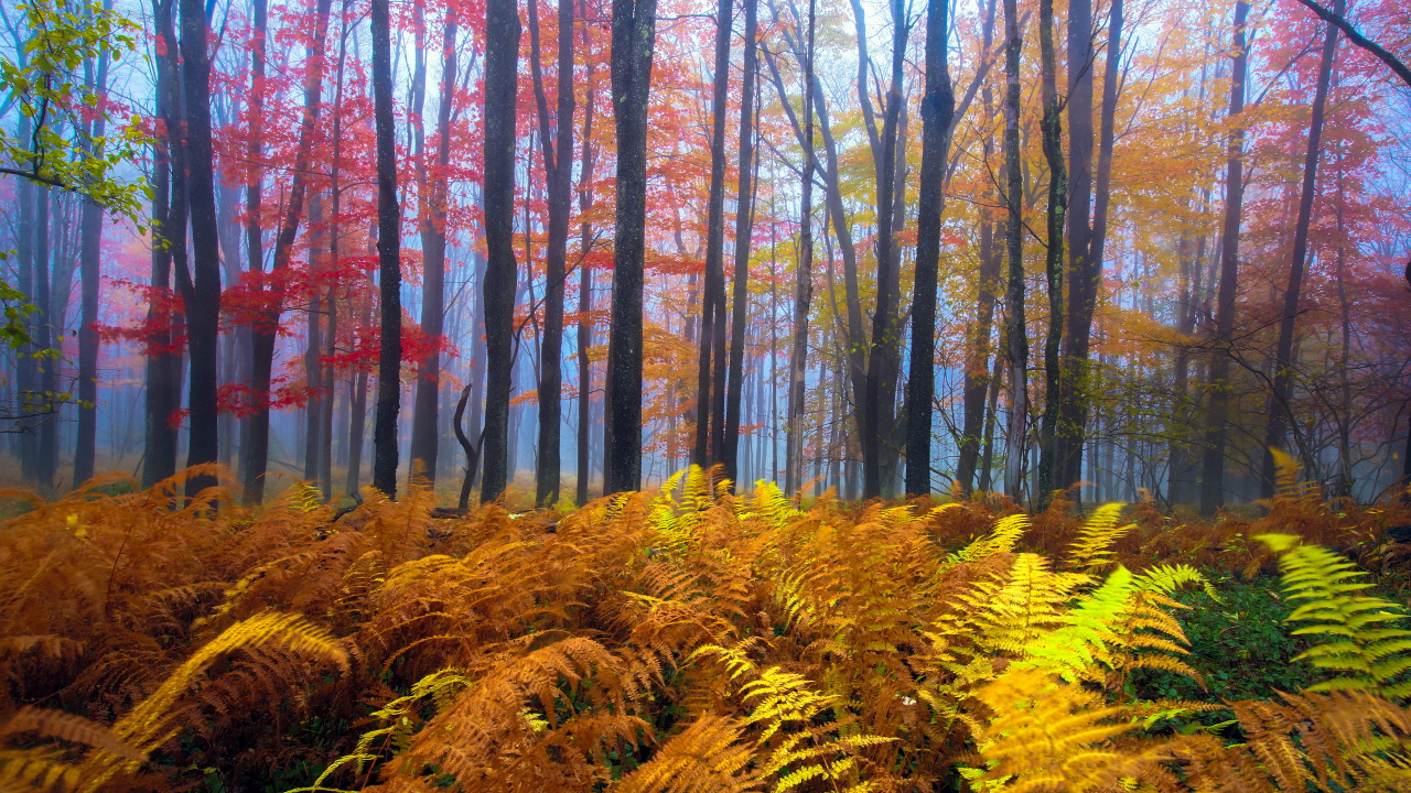 Обои Вирджиния, дерево, природа, лес, осень в разрешении 1280x720