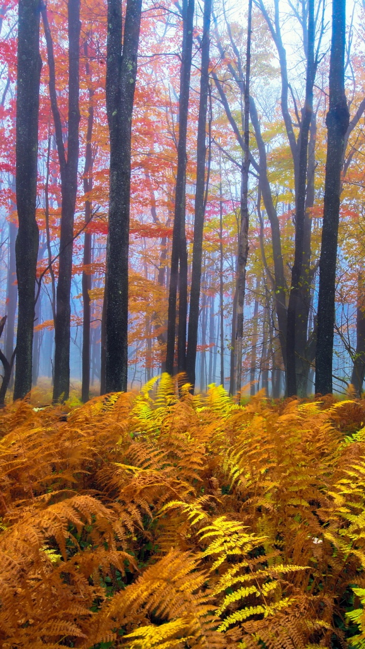 Обои Вирджиния, дерево, природа, лес, осень в разрешении 720x1280