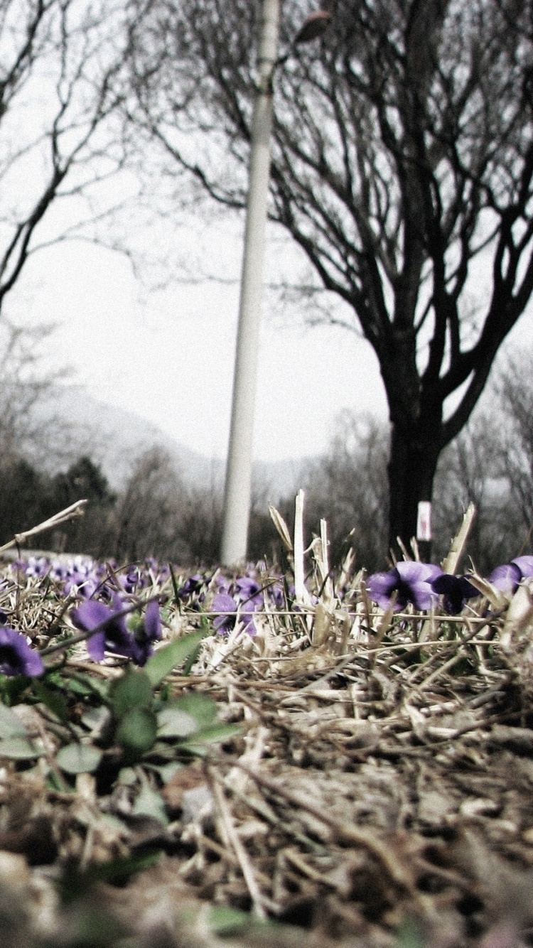 Обои растение, весна, пурпур, дерево, расцвет в разрешении 750x1334