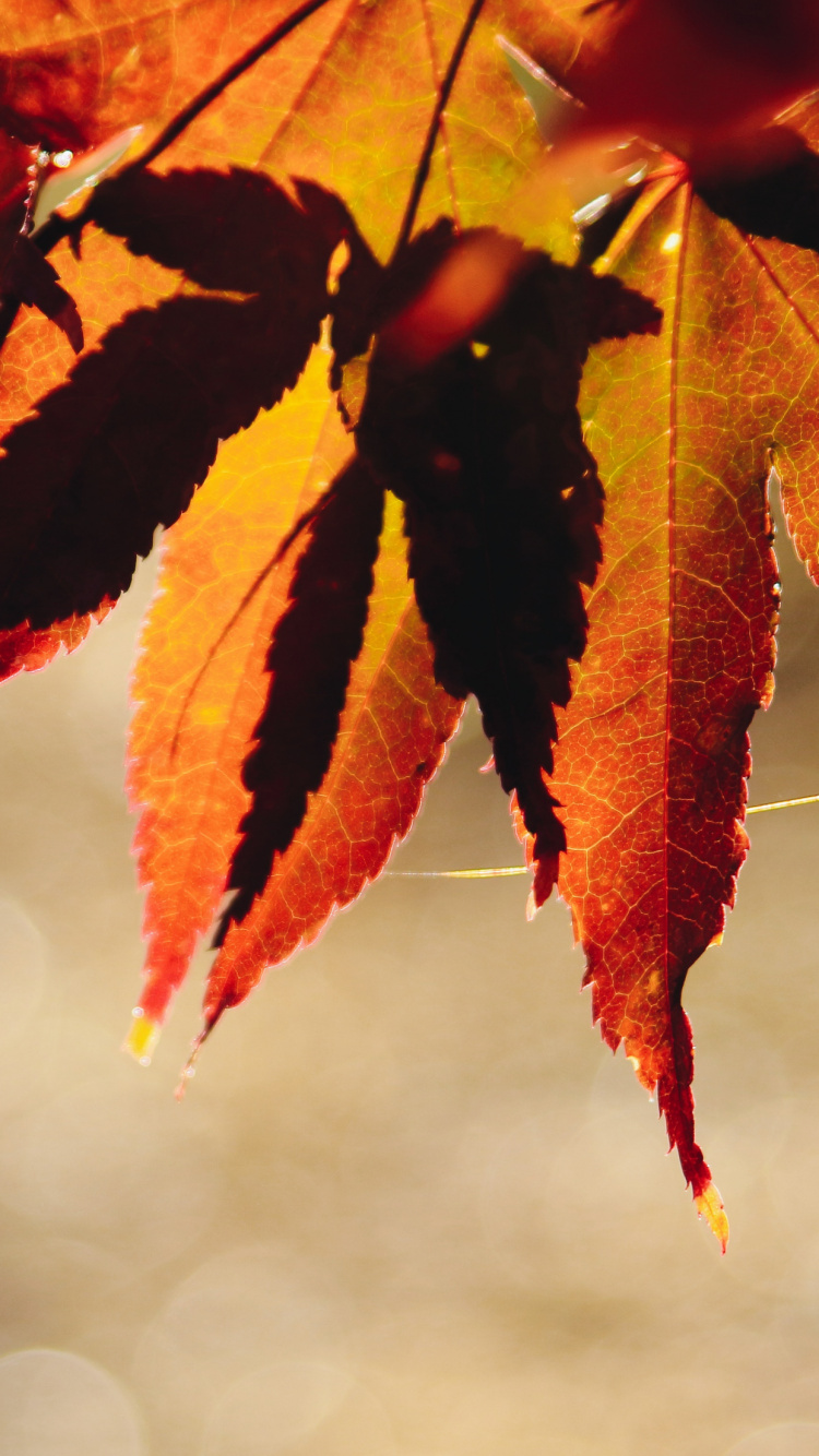 Обои растение, лист, ветвь, прут, ботаники в разрешении 750x1334