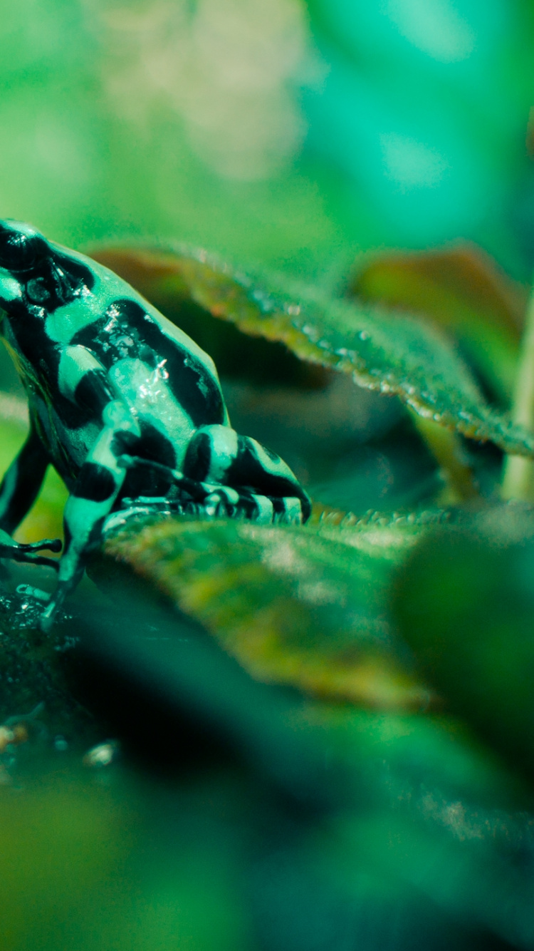 Обои зеленый, природа, вода, живая природа, подземные воды в разрешении 750x1334