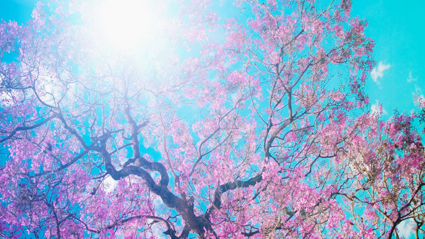 Обои холодильник, дверь, наклейка, окно, растение в разрешении 1366x768