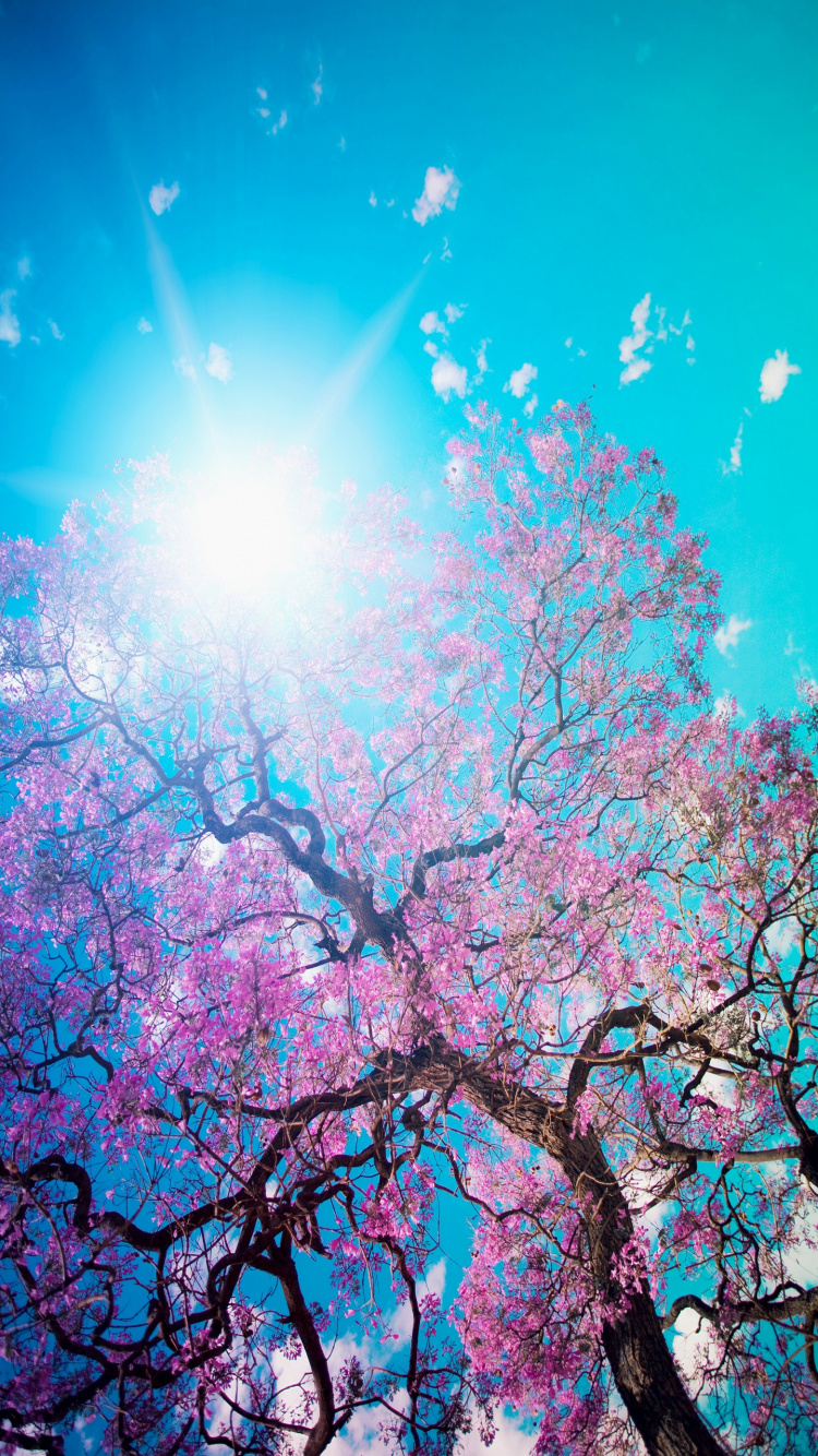 Обои холодильник, дверь, наклейка, окно, растение в разрешении 750x1334