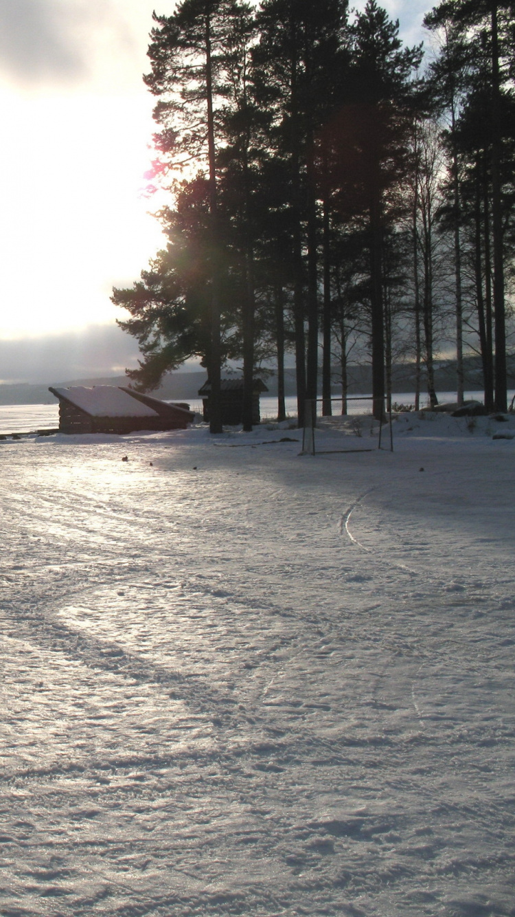 Обои снег, облако, дерево, утро, солнечный свет в разрешении 750x1334