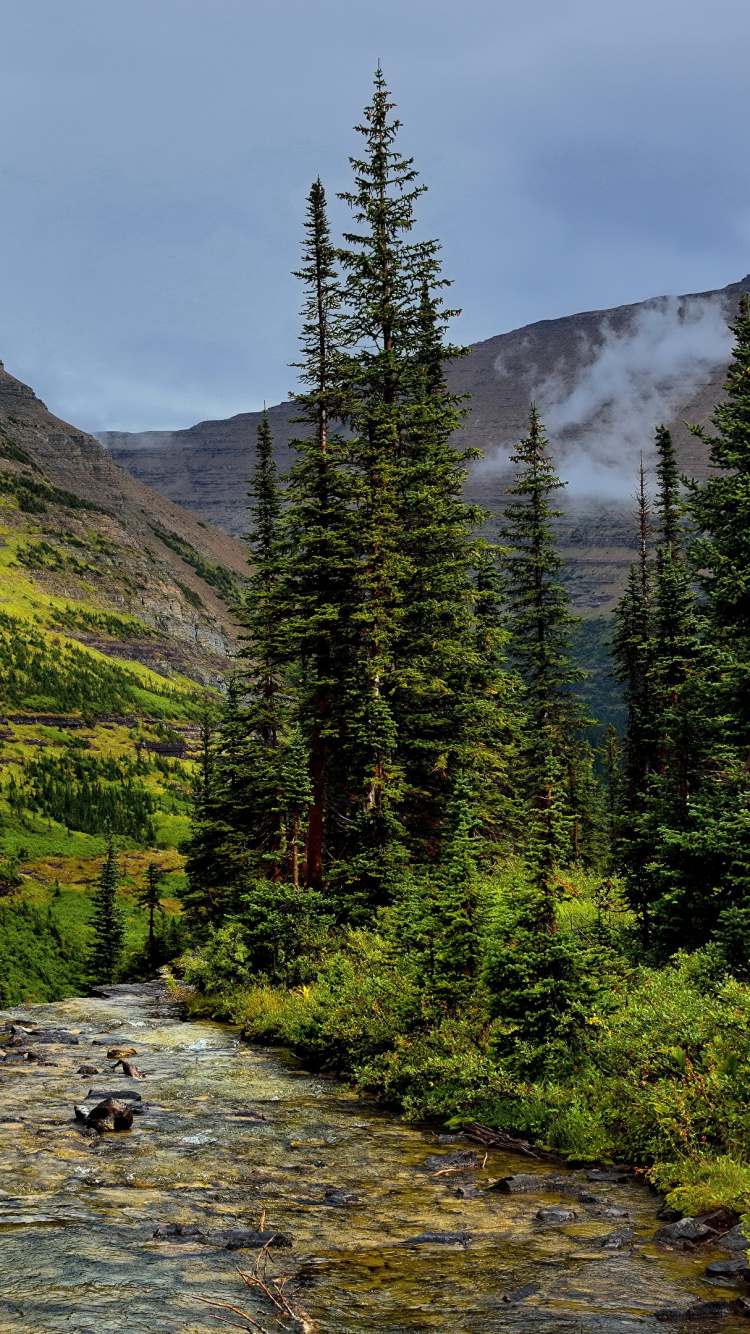 Обои парк, национальный парк, природа, дерево, дикая местность в разрешении 750x1334
