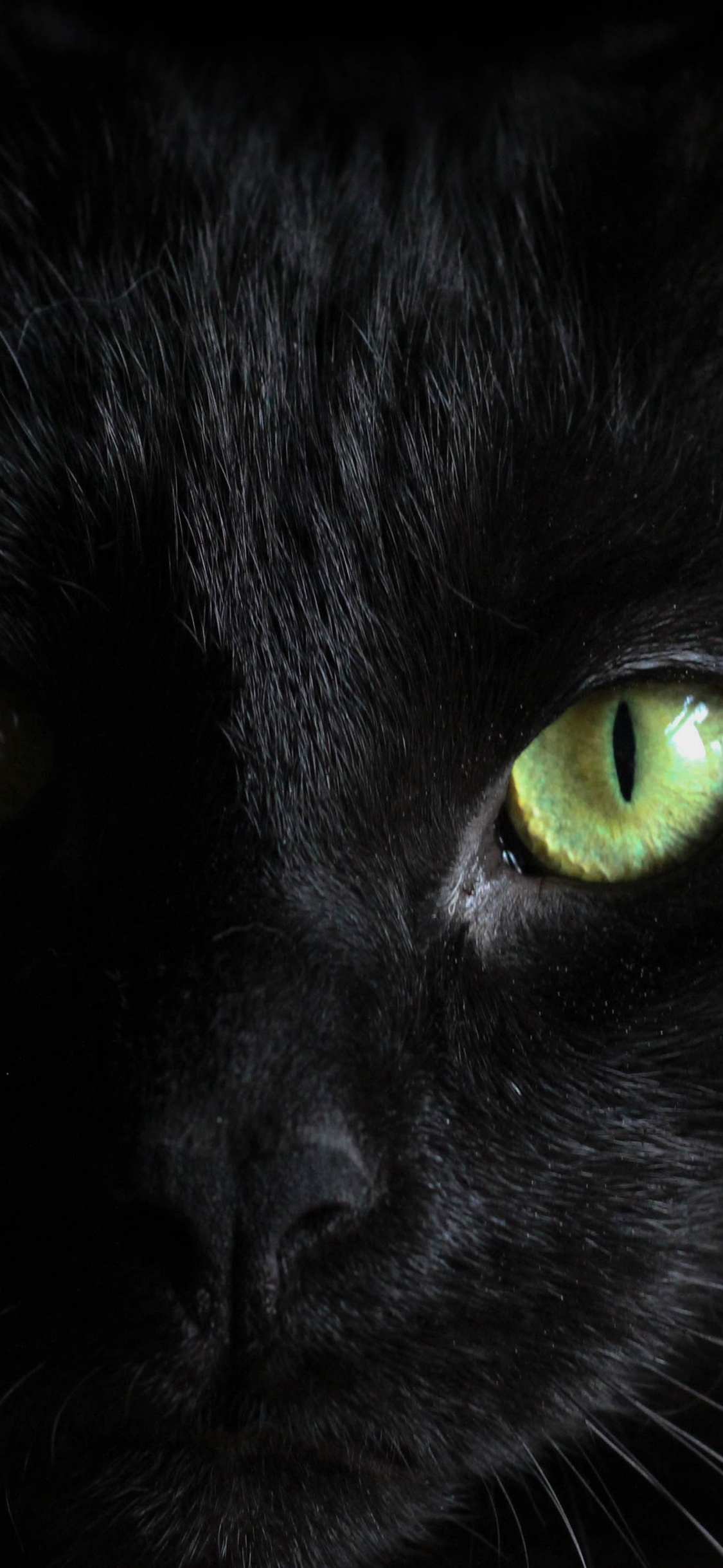 Обои кот, бомбейская кошка, черная кошка, британская короткошерстная, глаз в разрешении 1125x2436