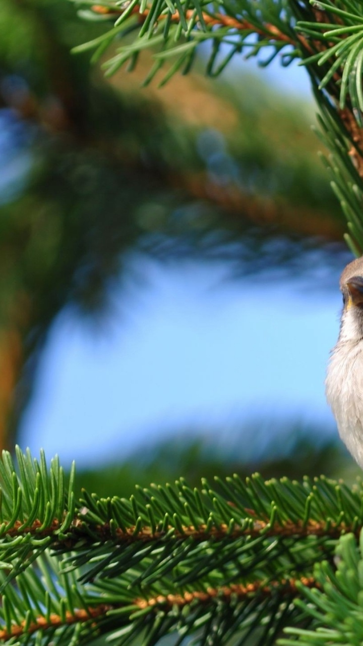 Обои птица, клюв, Воробей, дерево, домовый Воробей в разрешении 720x1280