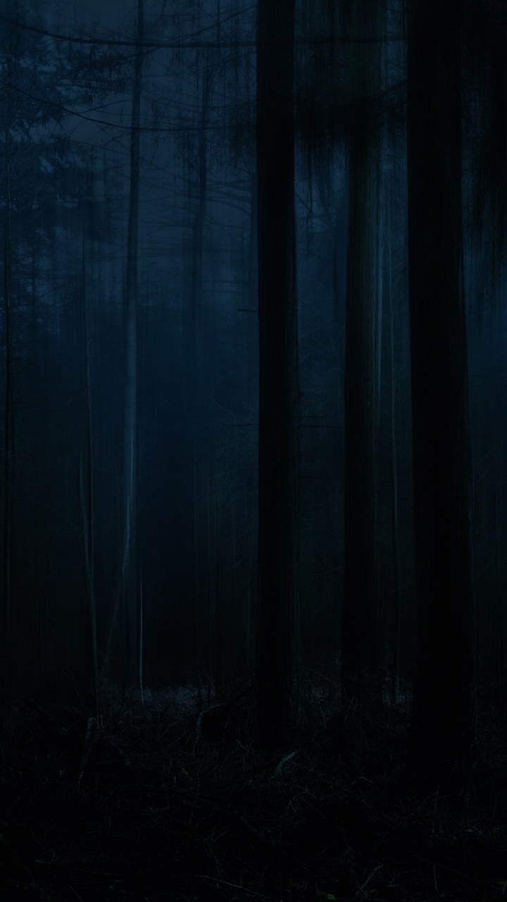 Обои природа, природный ландшафт, древесина, серый цвет, растение в разрешении 720x1280