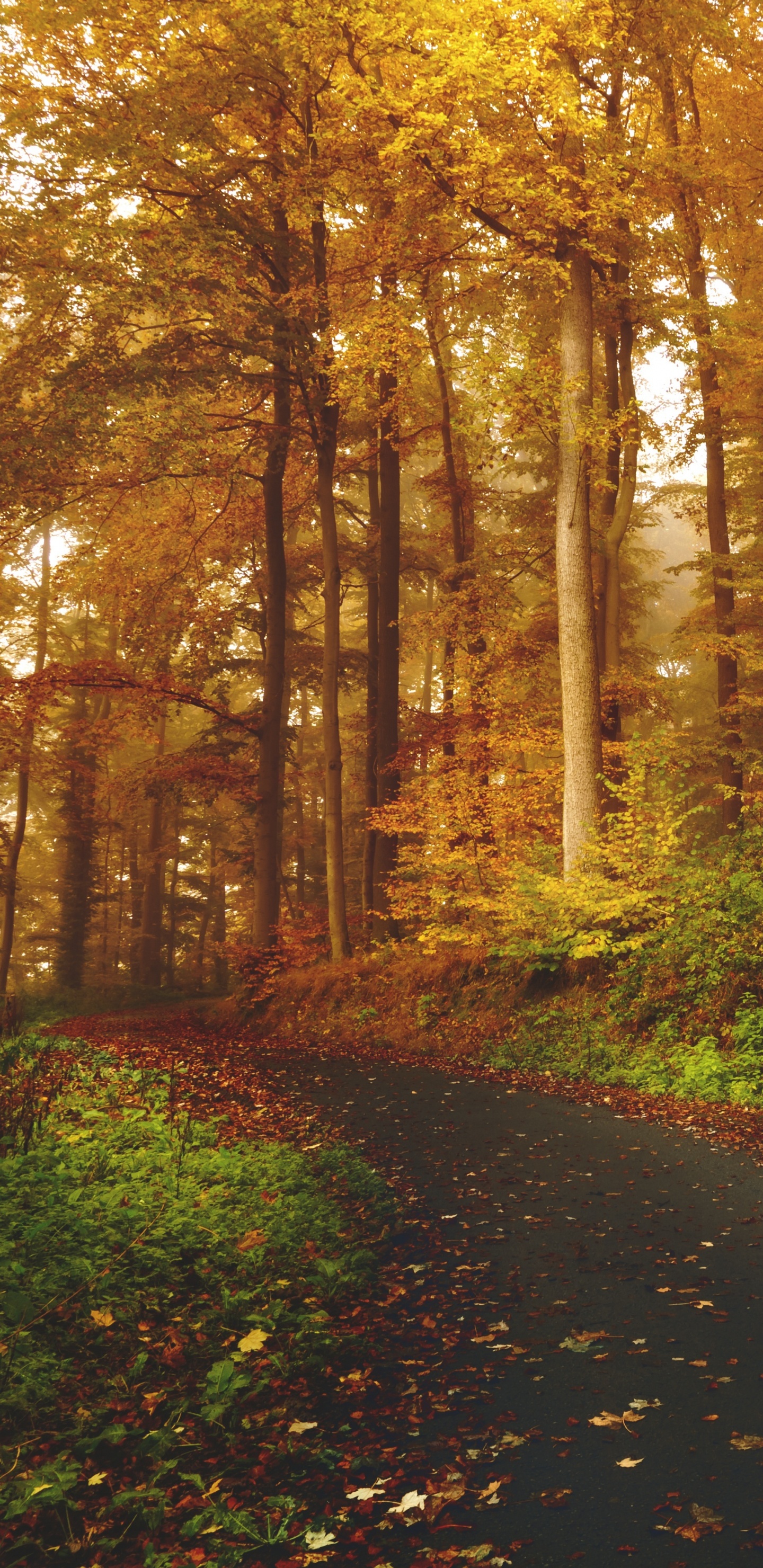 Обои дерево, природа, лес, лист, листопадные в разрешении 1440x2960