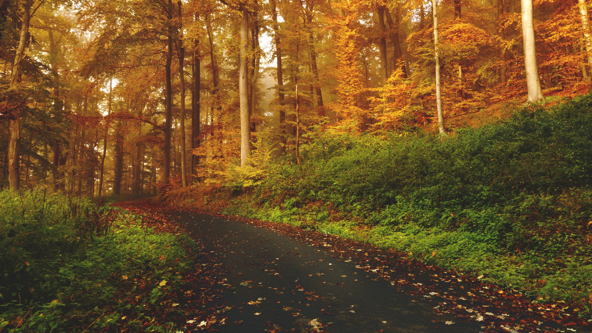 Обои дерево, природа, лес, лист, листопадные в разрешении 1920x1080