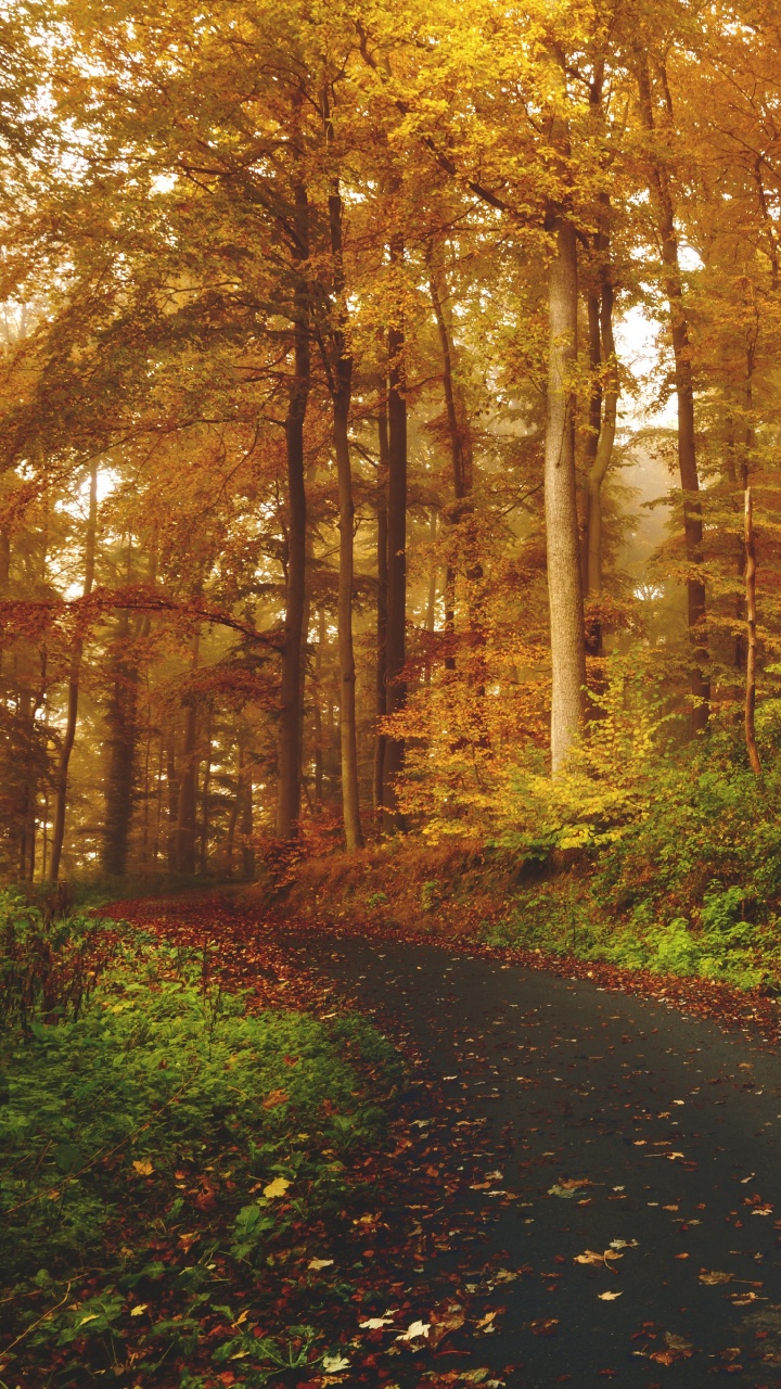 Обои дерево, природа, лес, лист, листопадные в разрешении 720x1280